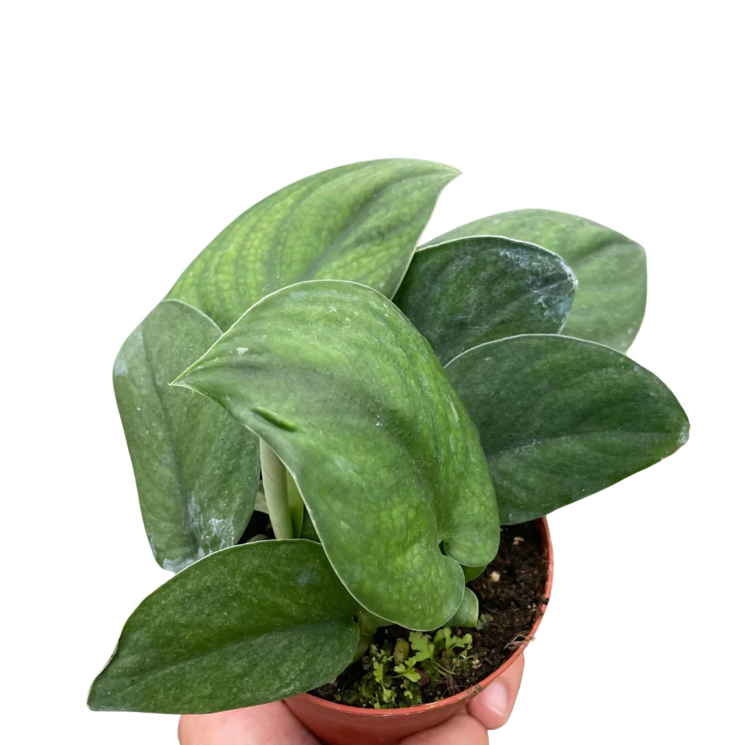 Pothos Jade Satin - Mountain Crest Gardens