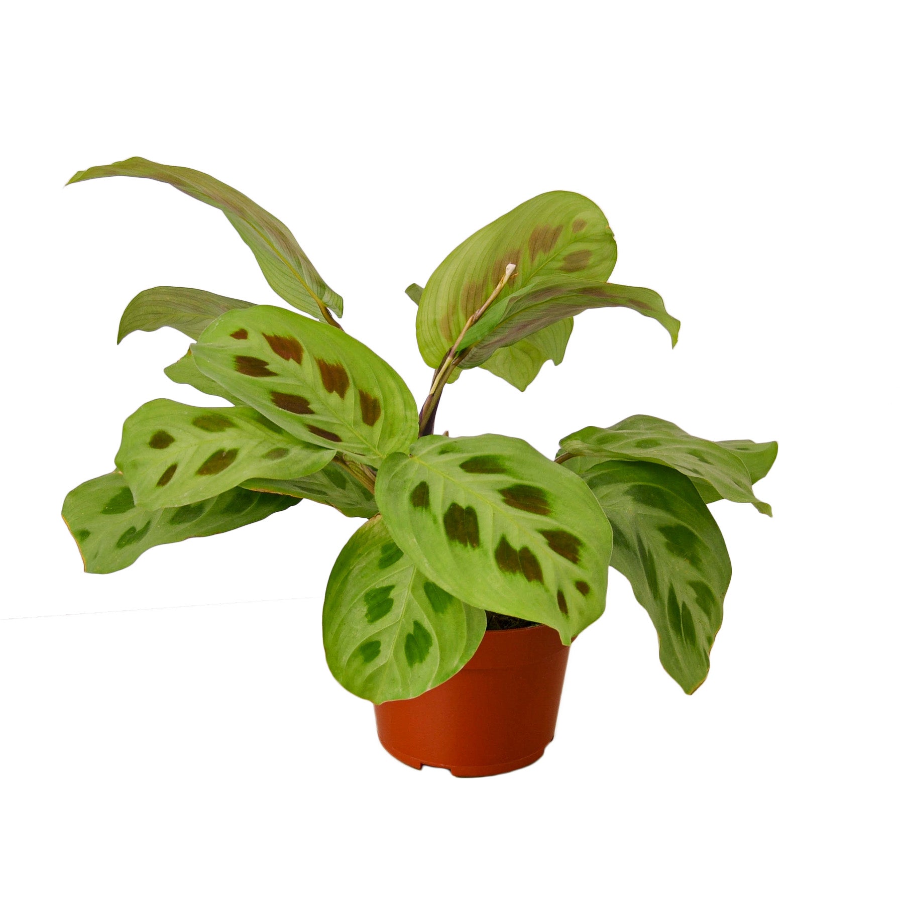 efeu bodendecker kaufen Großblättriger Efeu (Hedera hibernica) bodendecker main image 1