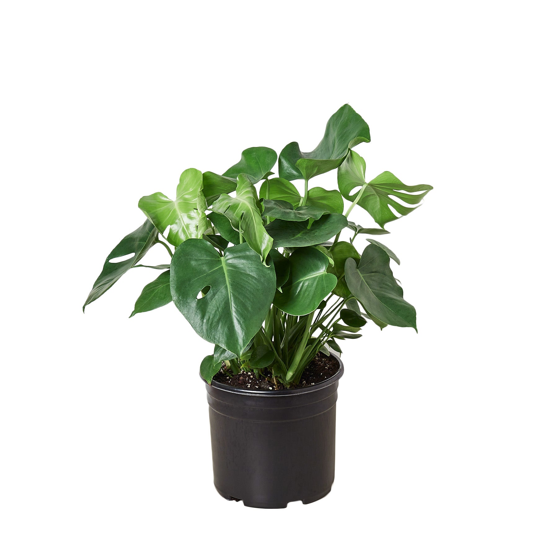 Philodendron 'Monstera' - 10" Pot - Mountain Crest Gardens