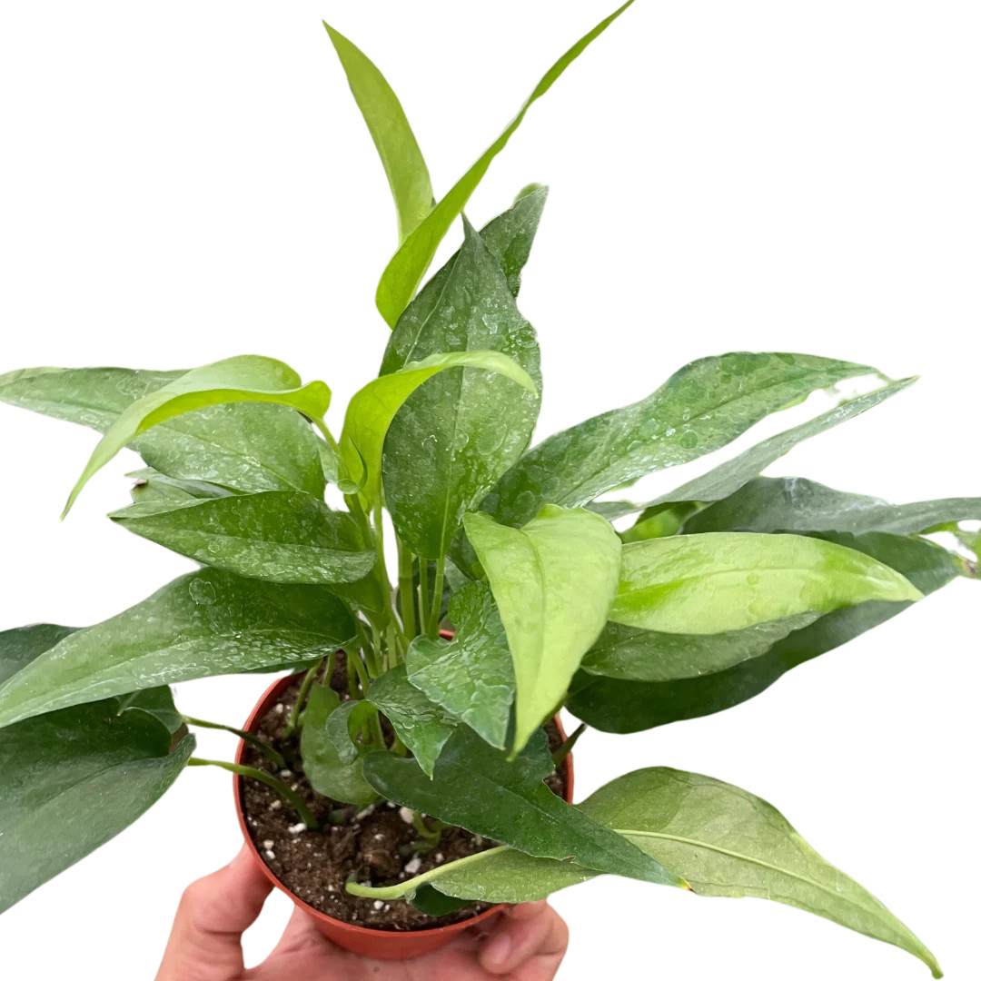 Pothos Skeleton Key - Mountain Crest Gardens