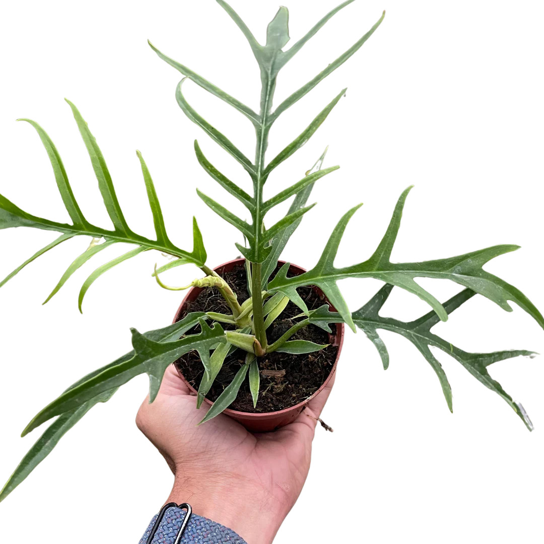 Philodendron 'Tortum' - Mountain Crest Gardens
