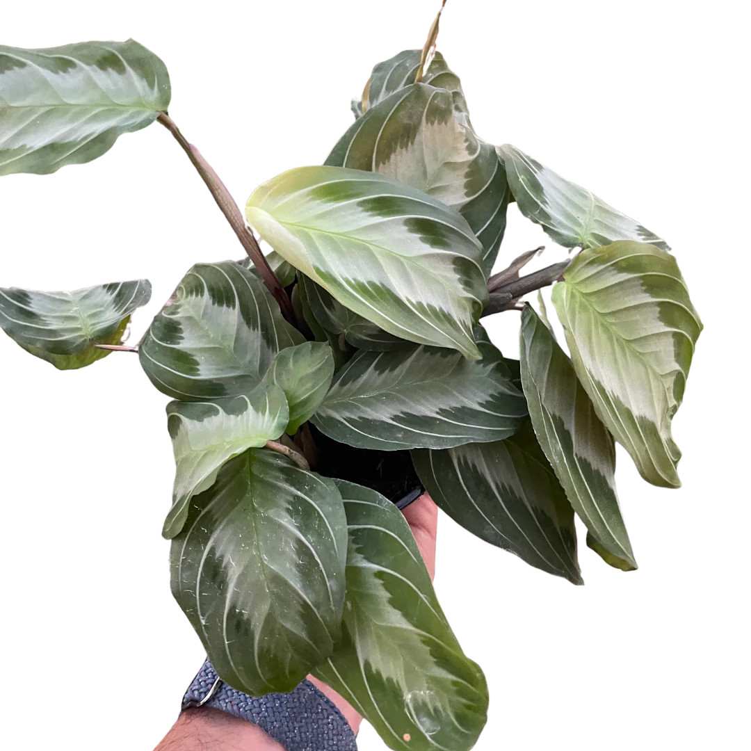 banana plant height 1 Plant Musa Acuminata Dwarf Cavendish Banana Tree Pot 24CM main image 1