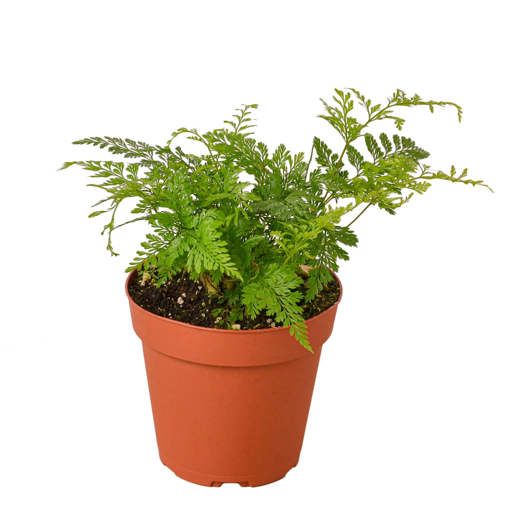 Rabbit And Dowling Plant