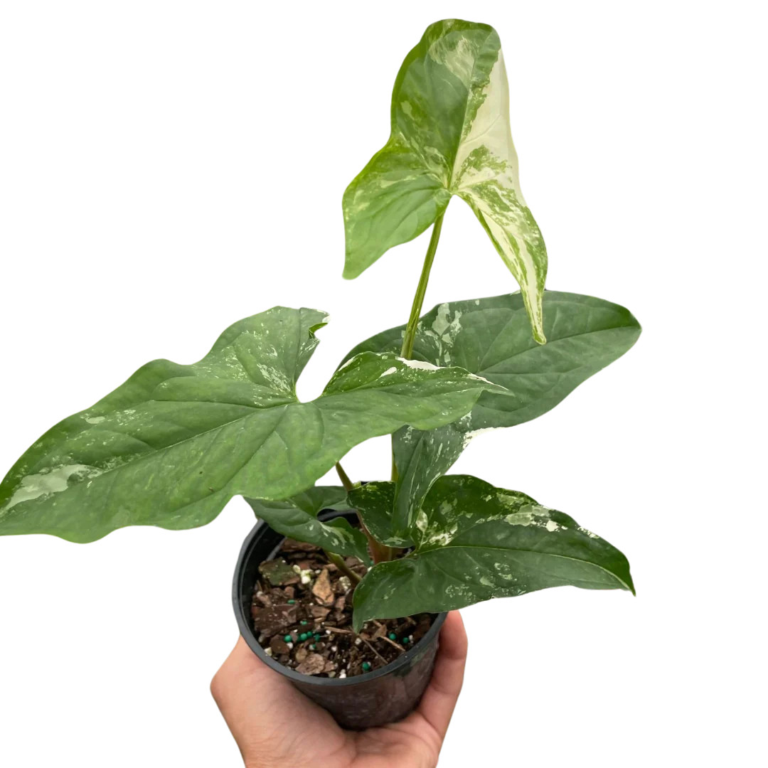 Syngonium 'Albo Variegata' - Mountain Crest Gardens