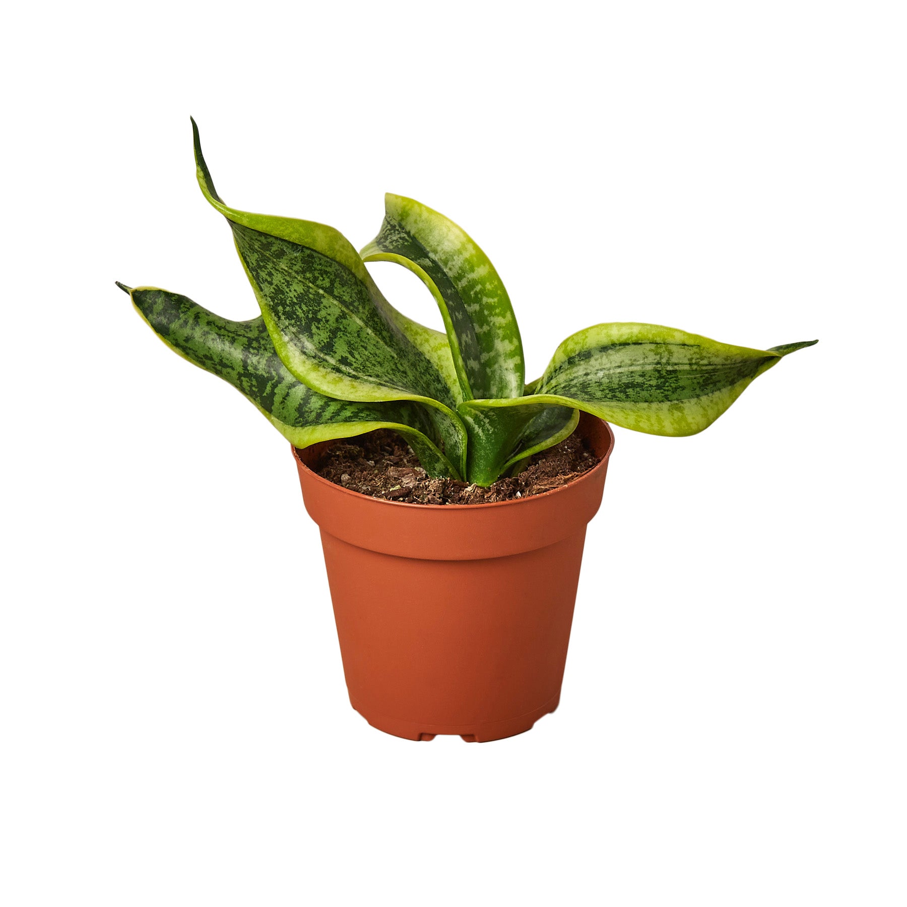 Snake Plant Twist - Mountain Crest Gardens