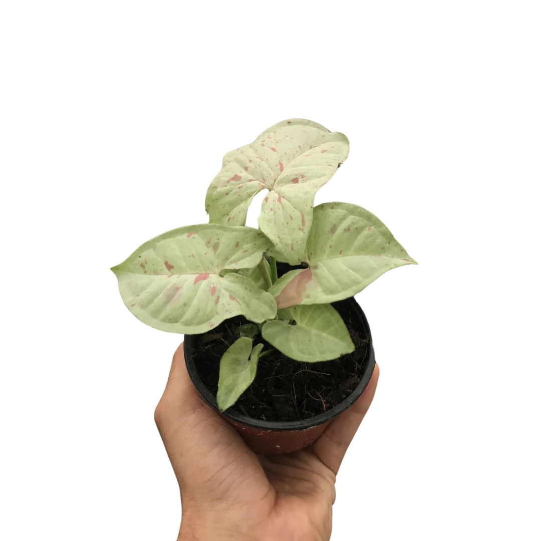 succulent plants with pot Succulent Arrangement