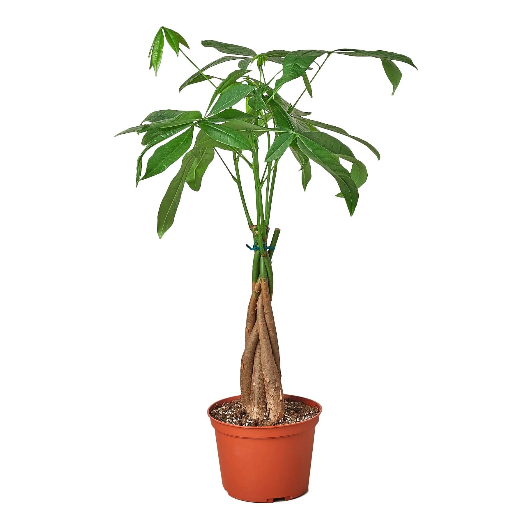 extra large money tree Money Tree for Sale main image 0