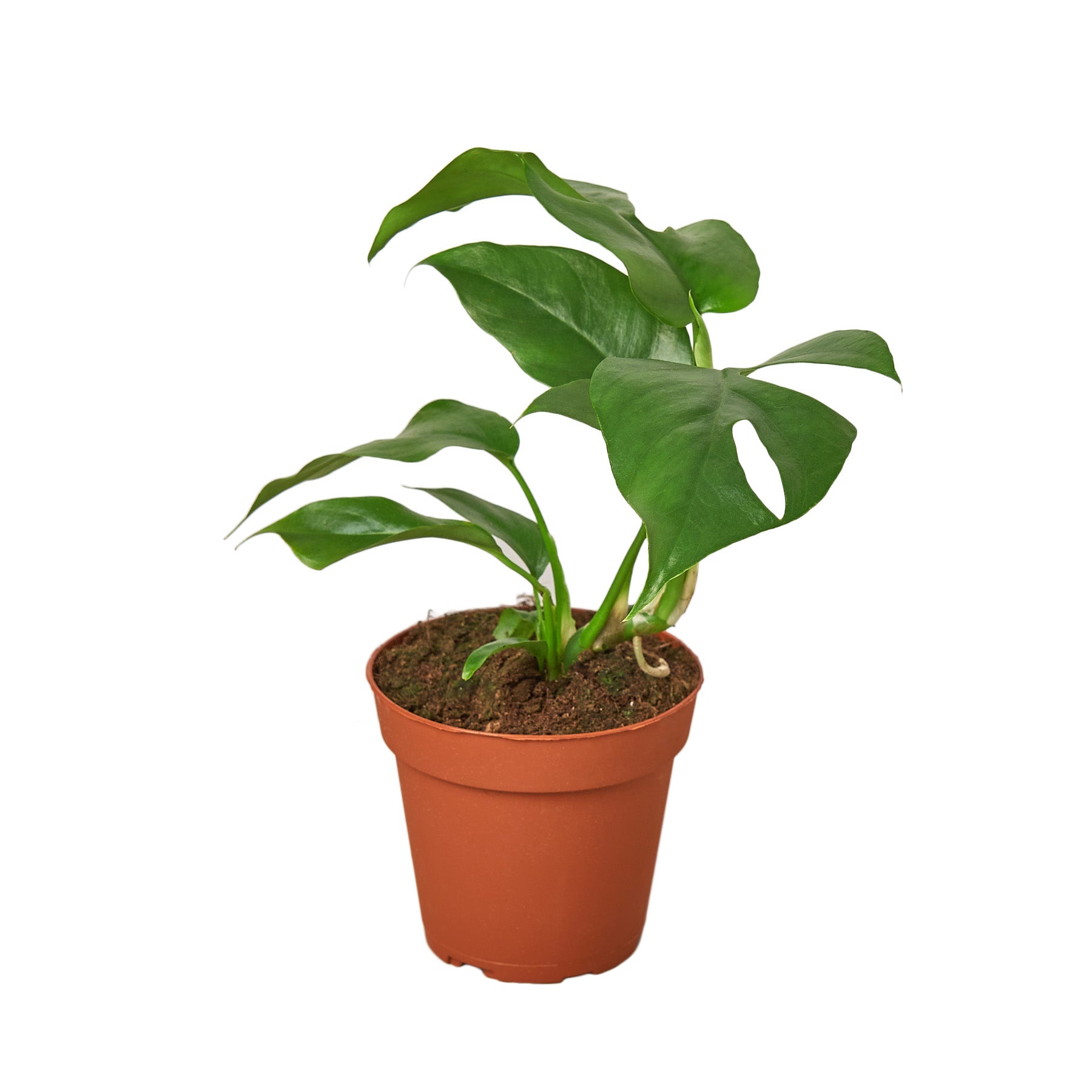 Rhaphidophora tetrasperma - Mini Monstera - Mountain Crest Gardens