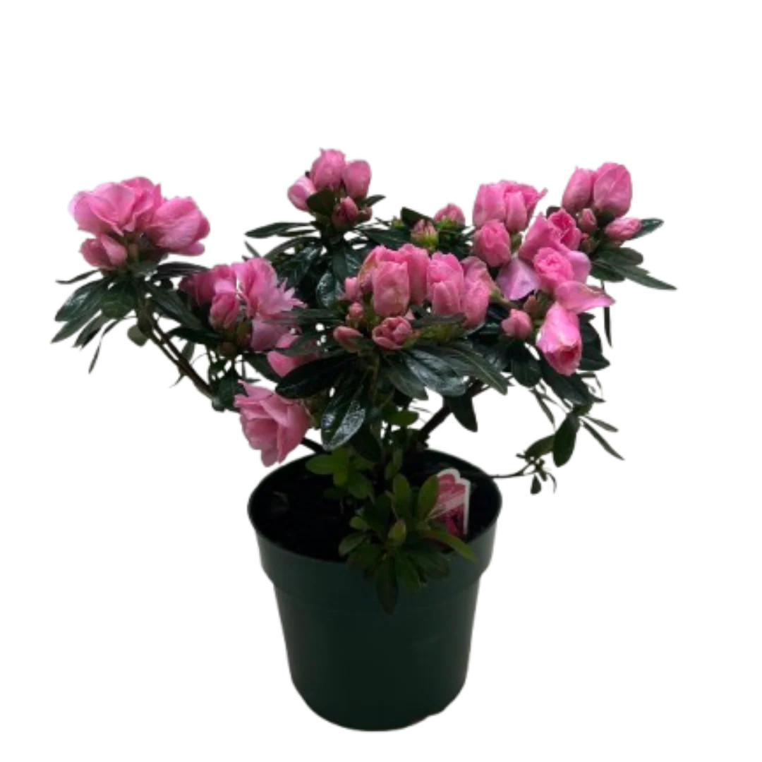 Azalea (Rhododendron) - Mountain Crest Gardens