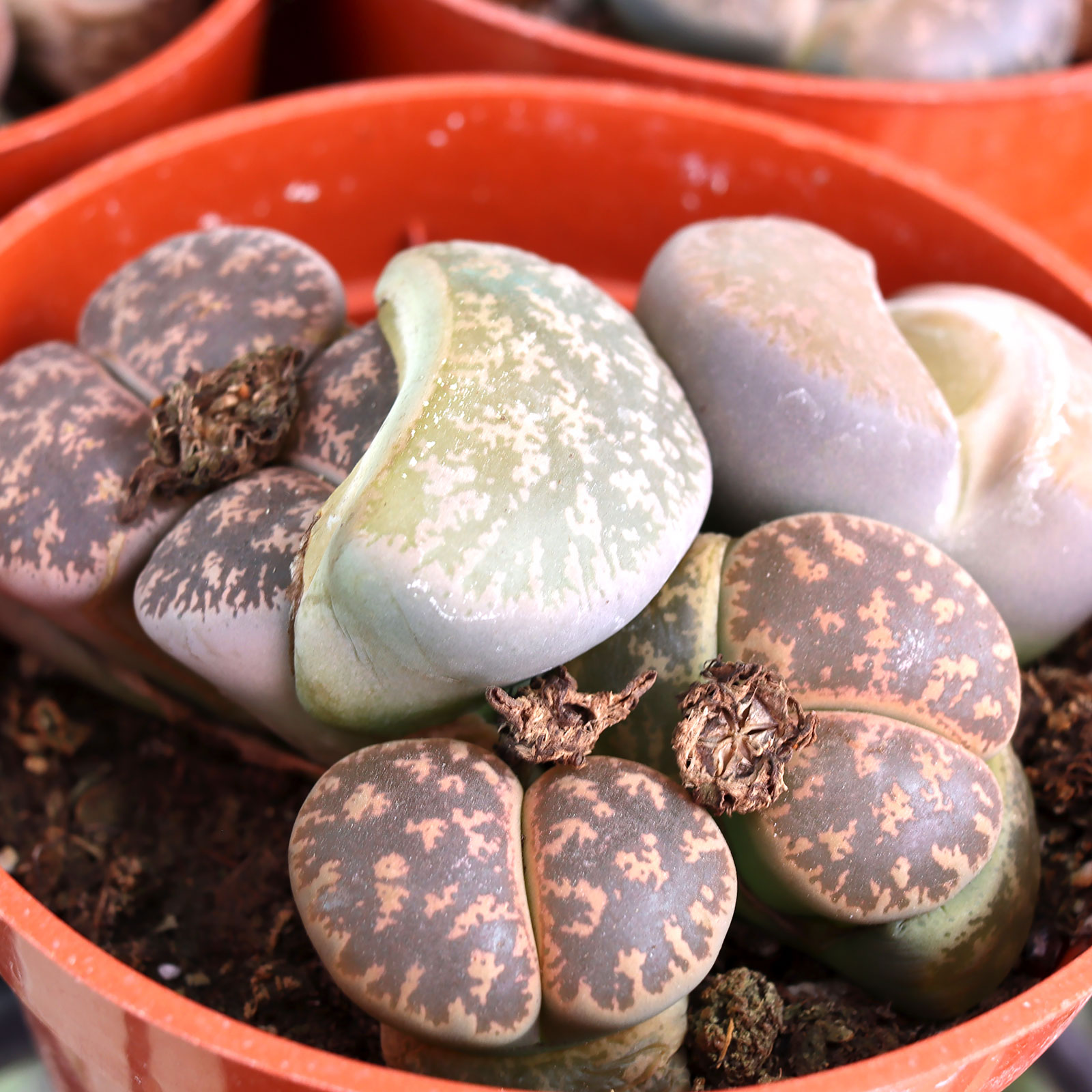 20 Graines De Lithops Otzeniana Mix - Plantes Succulentes Cailloux - Pour Jardin Maison, Décoration Pot