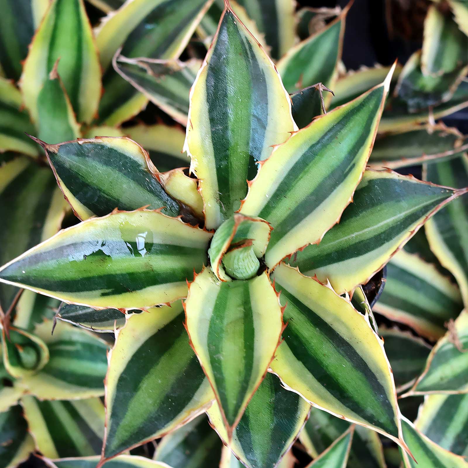 Agave lophantha 'Quadricolor' - Mountain Crest Gardens