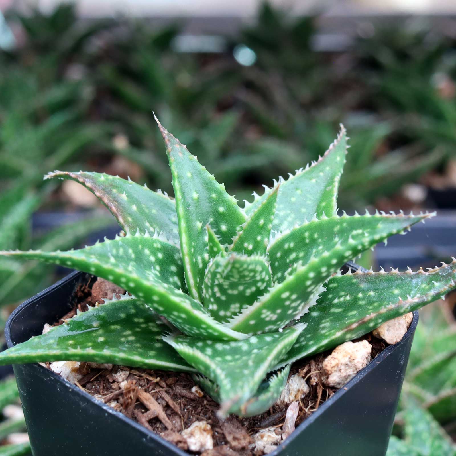 aloe vera naturale Savia