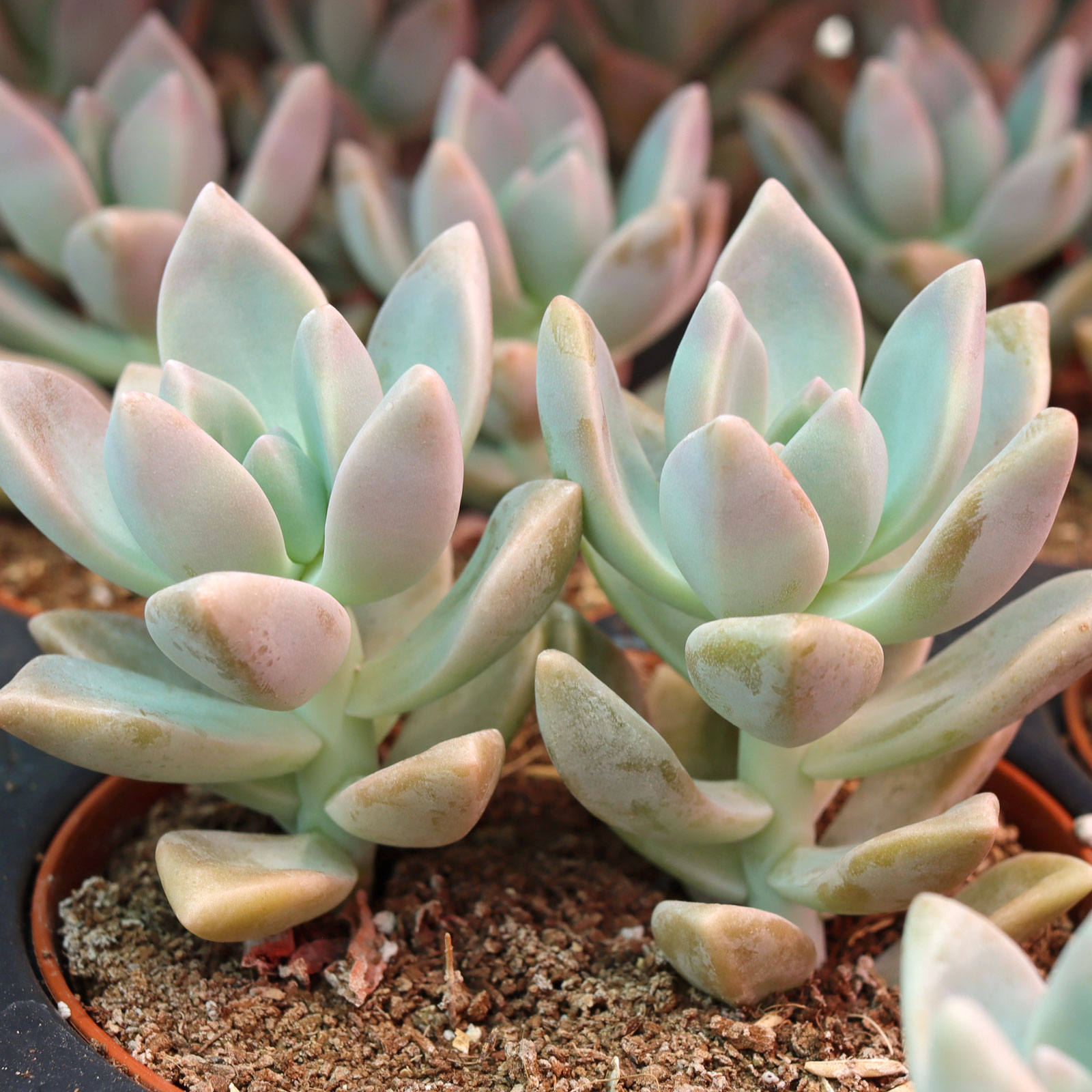 Ghost Plant - Graptopetalum paraguayense [large] | MCG
