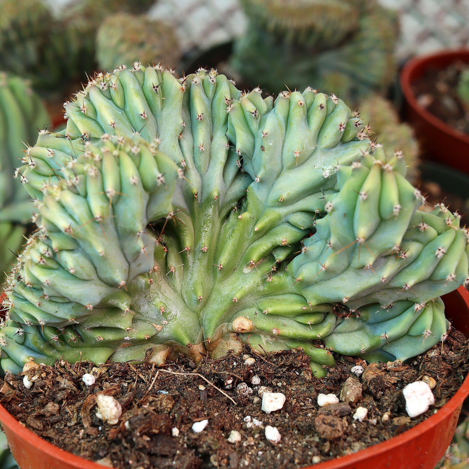 Myrtillocactus geometrizans f. cristatus - Dinosaur Back [large]