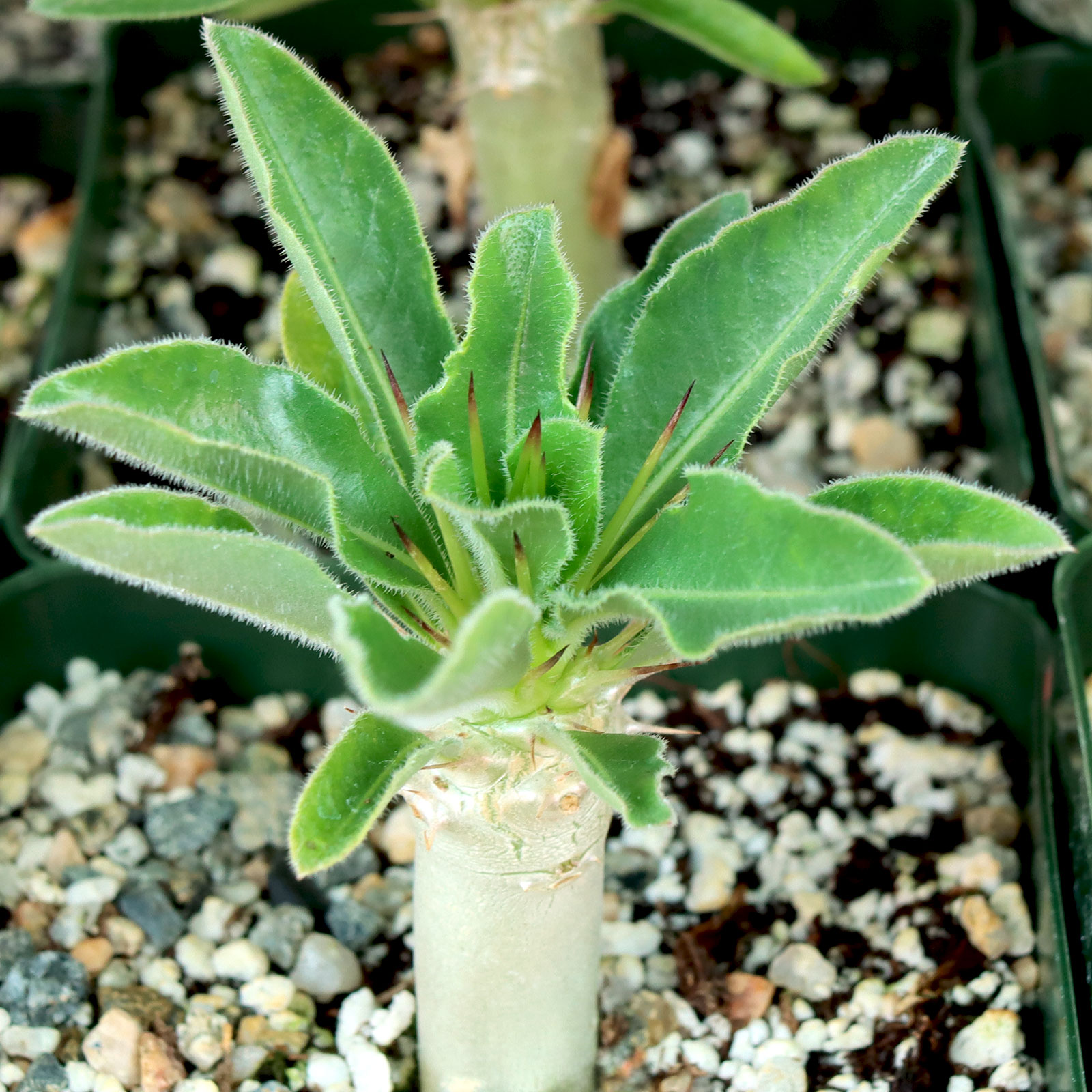 pachypodium_lealii_1__64774.