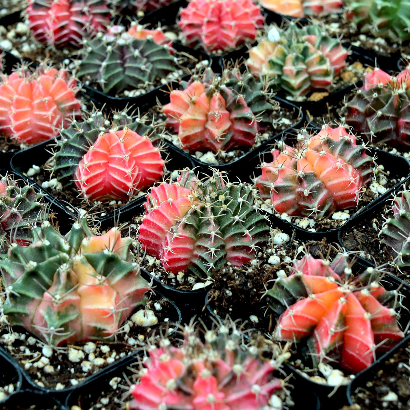 Gymnocalycium mihanovichii f. variegata - Variegated Moon Cactus