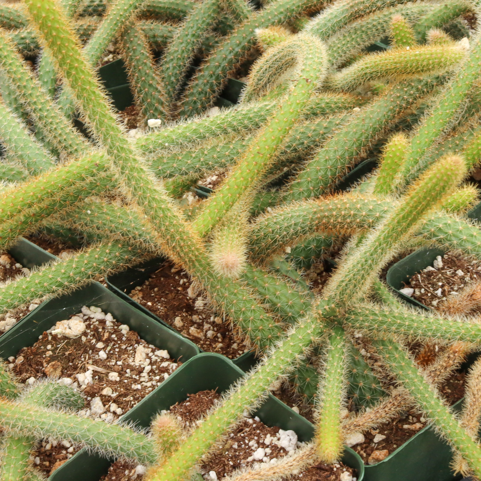 Cleistocactus samaipatanus | Mountain Crest Gardens