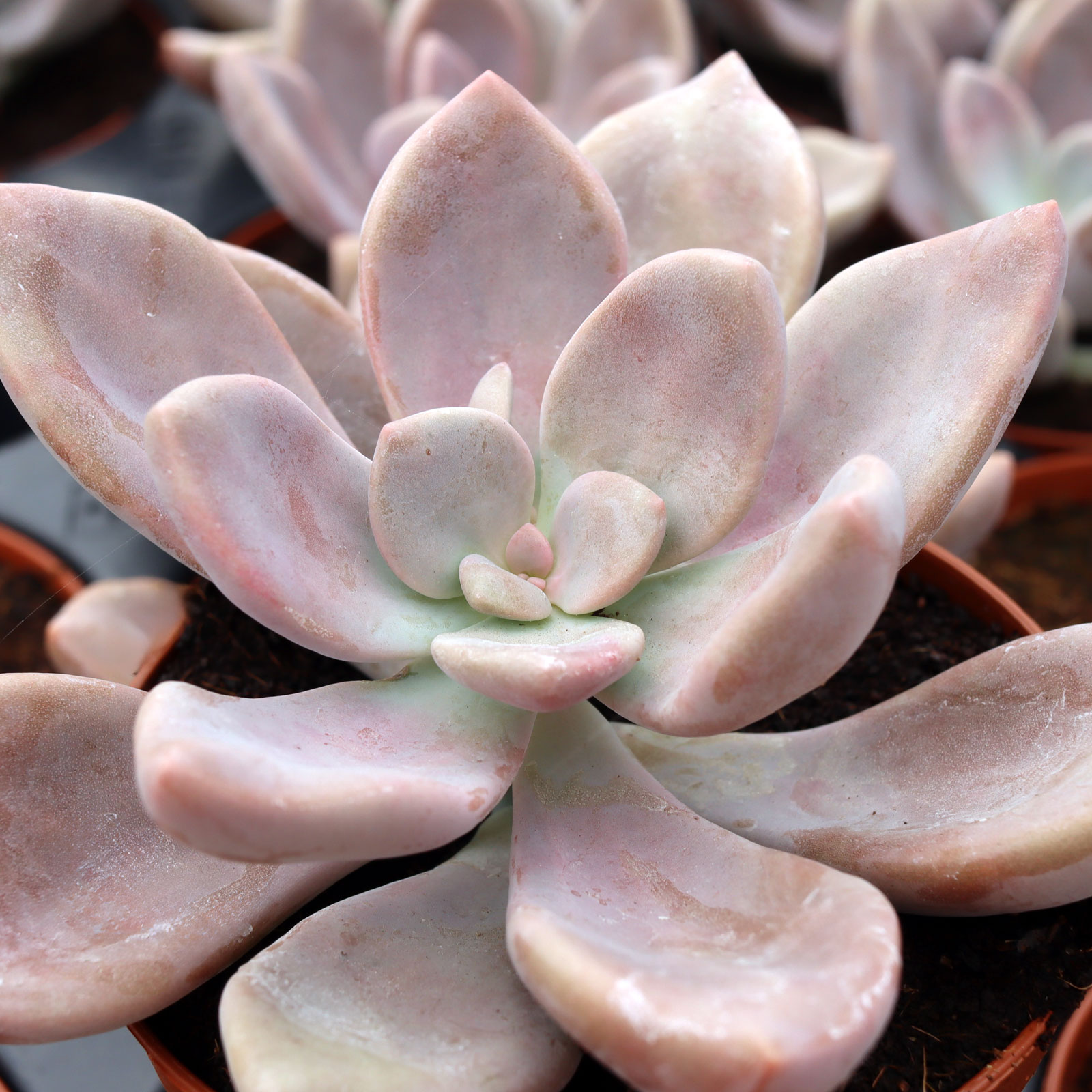 Graptopetalum 'Murasaki' [large] | Mountain Crest Gardens