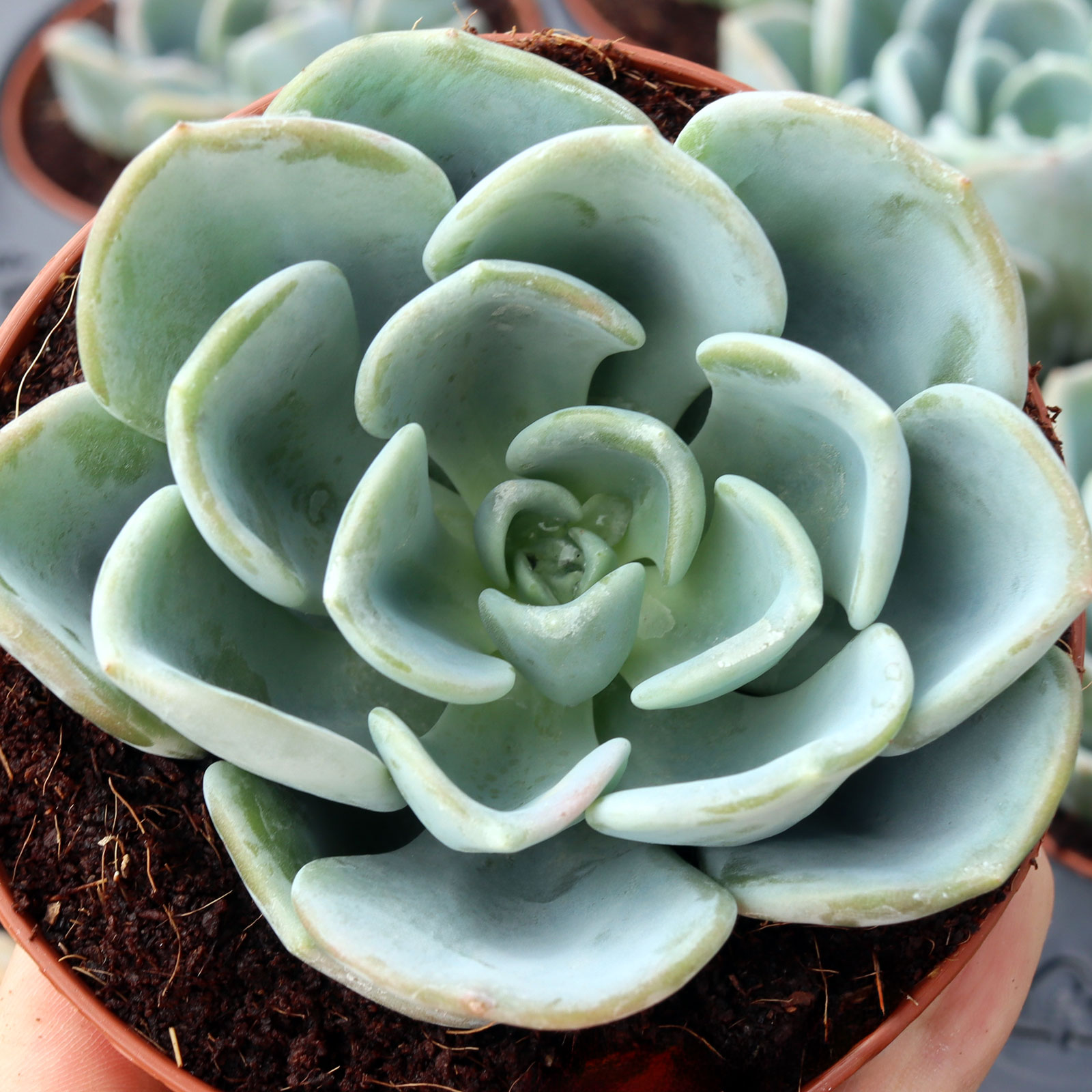 Pachyveria 'Orpet' [large] | Mountain Crest Gardens™
