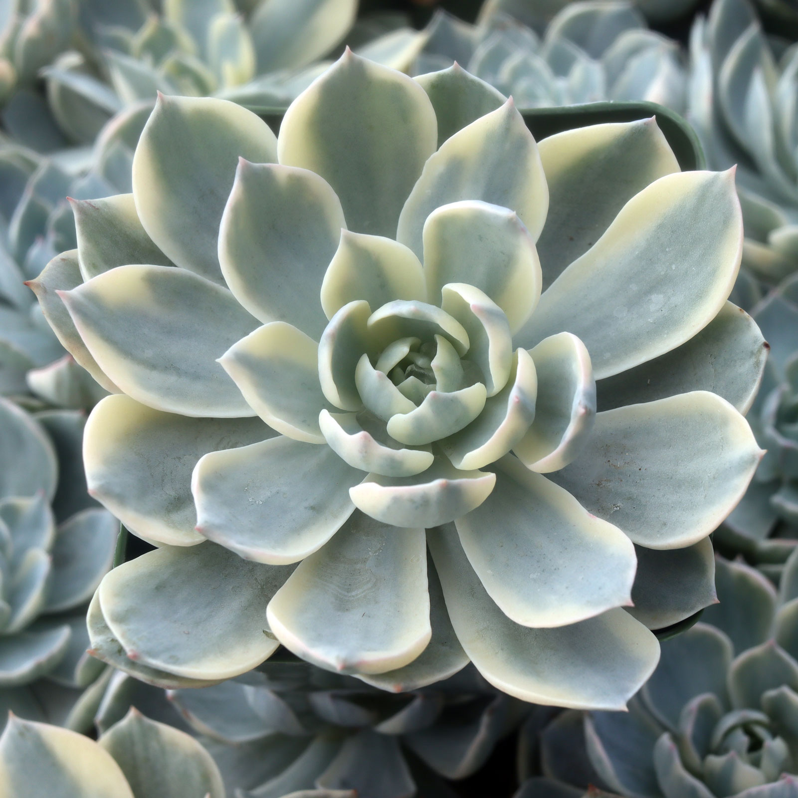 ech_peacockii_variegata_large_