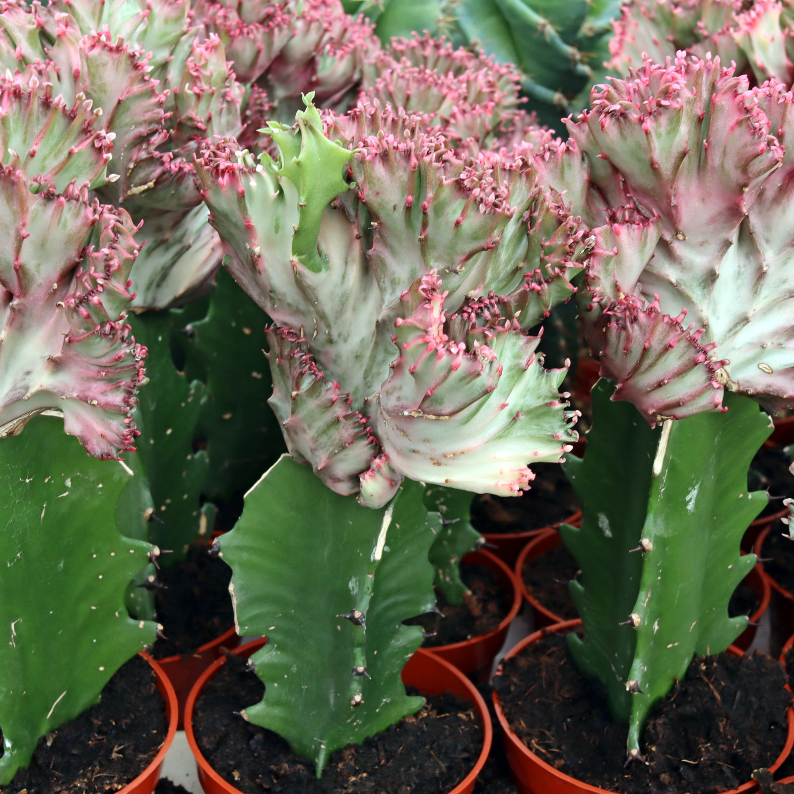 Euphorbia lactea crested | Mountain Crest Gardens®