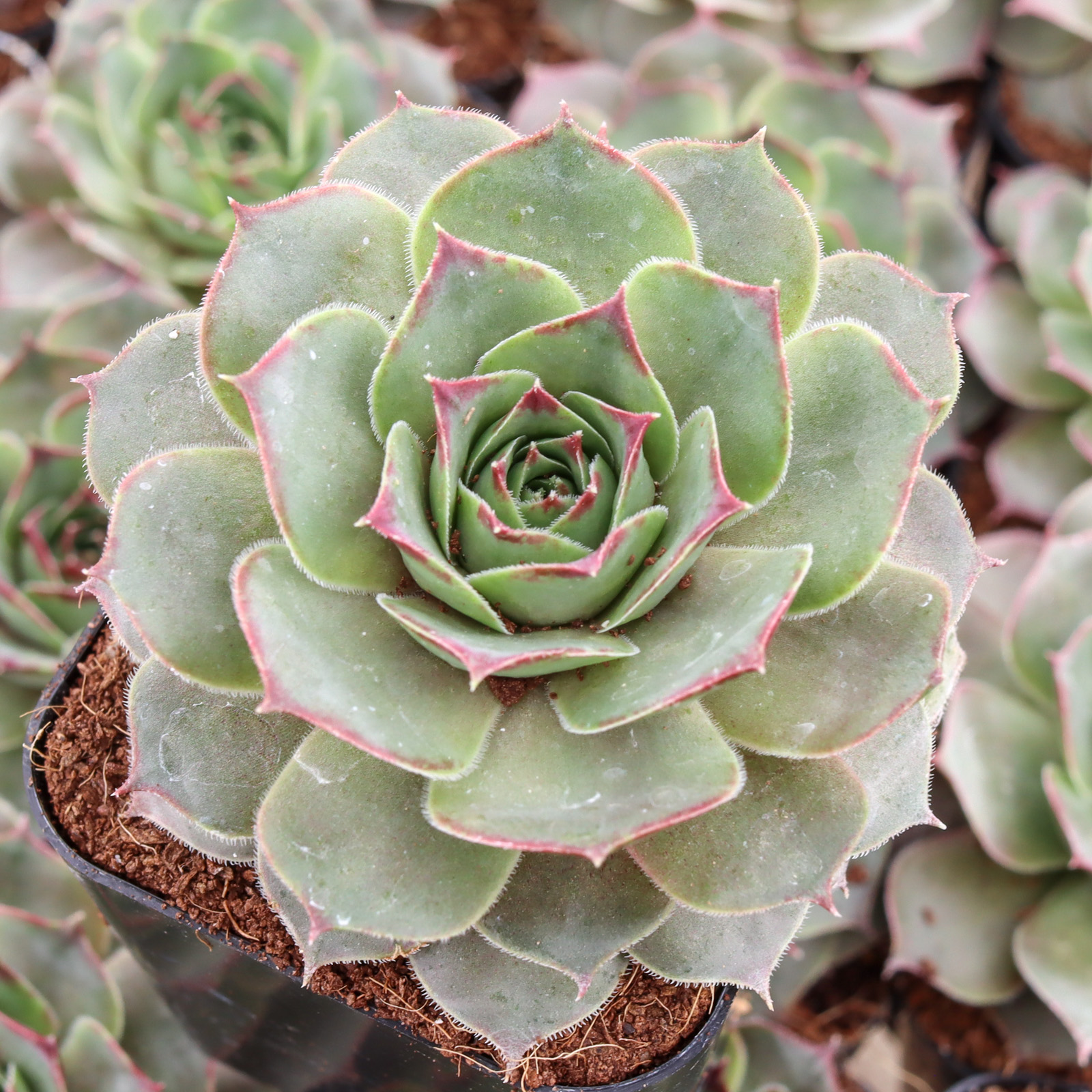 センペルビウム Jabba The Hutt Sempervivum 'Jabba the Hutt' | Mountain Crest Gardens™