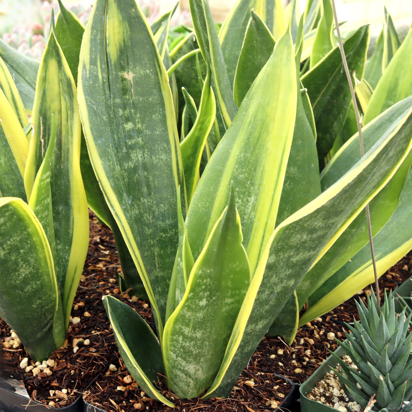 Sansevieria trifasciata 'Flame' [large] | MCG