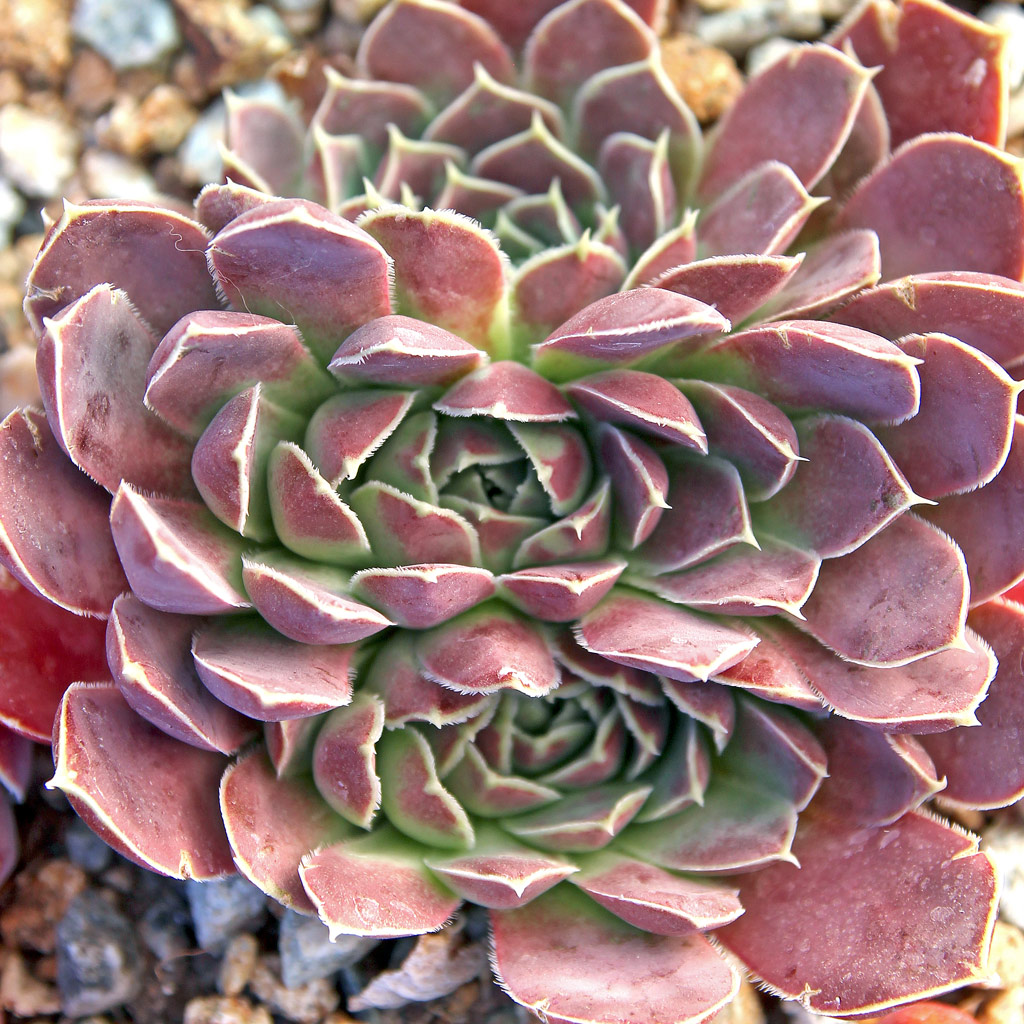 Sempervivum heuffelii 'Bronze Ingot' - Mountain Crest Gardens
