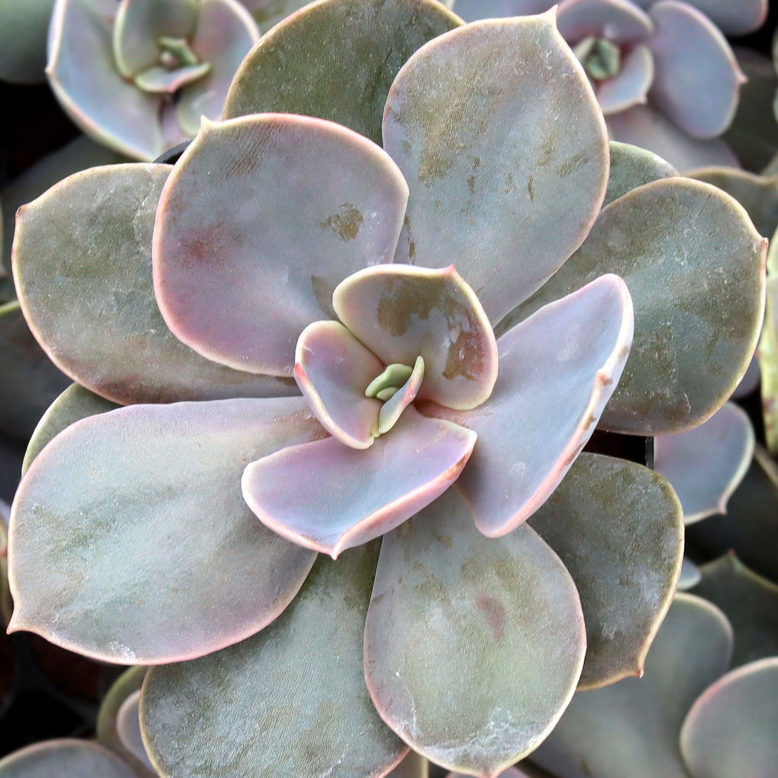 Echeveria 'Trompette' | Mountain Crest Gardens™