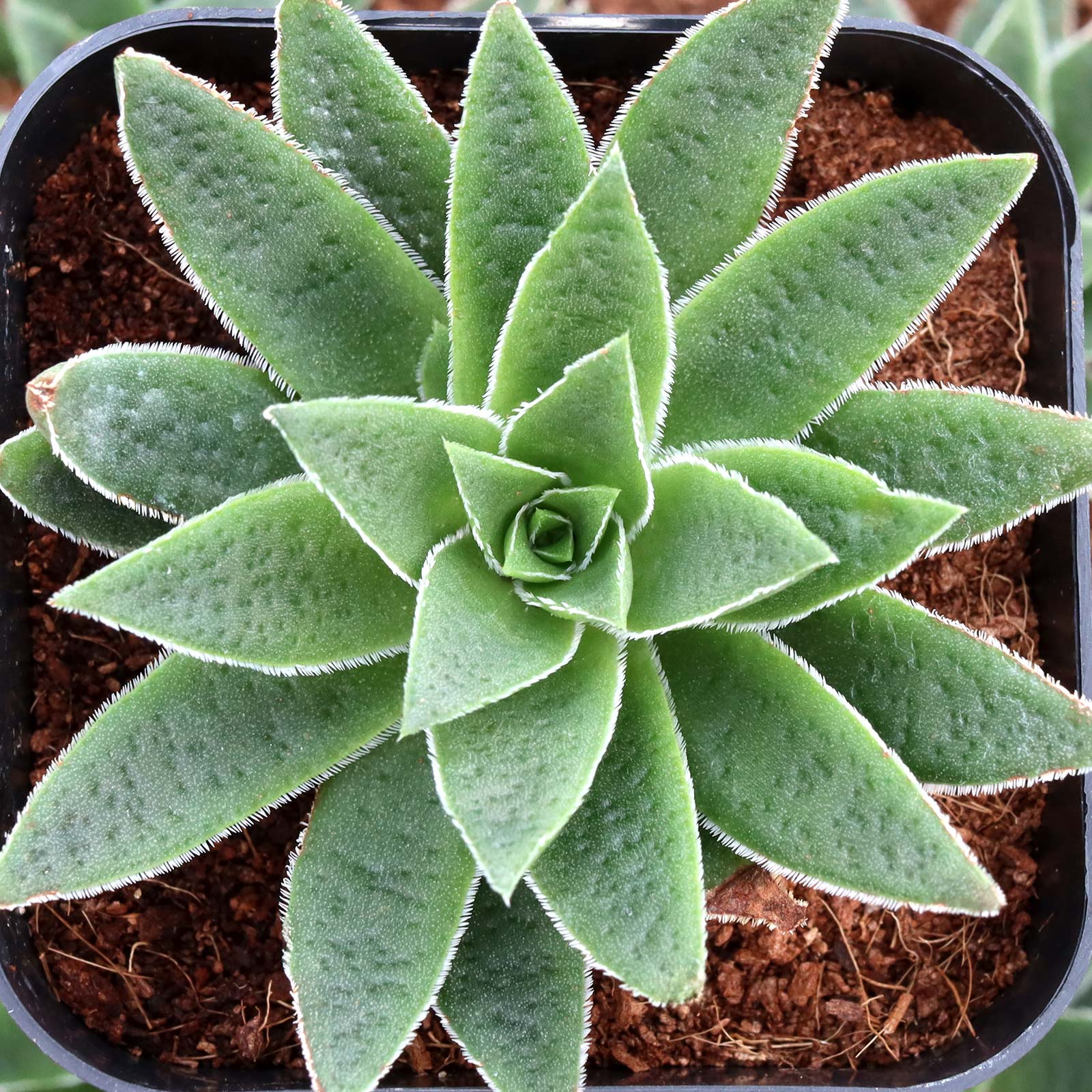 Crassula exilis ssp. schmidtii - Fairy Tongue