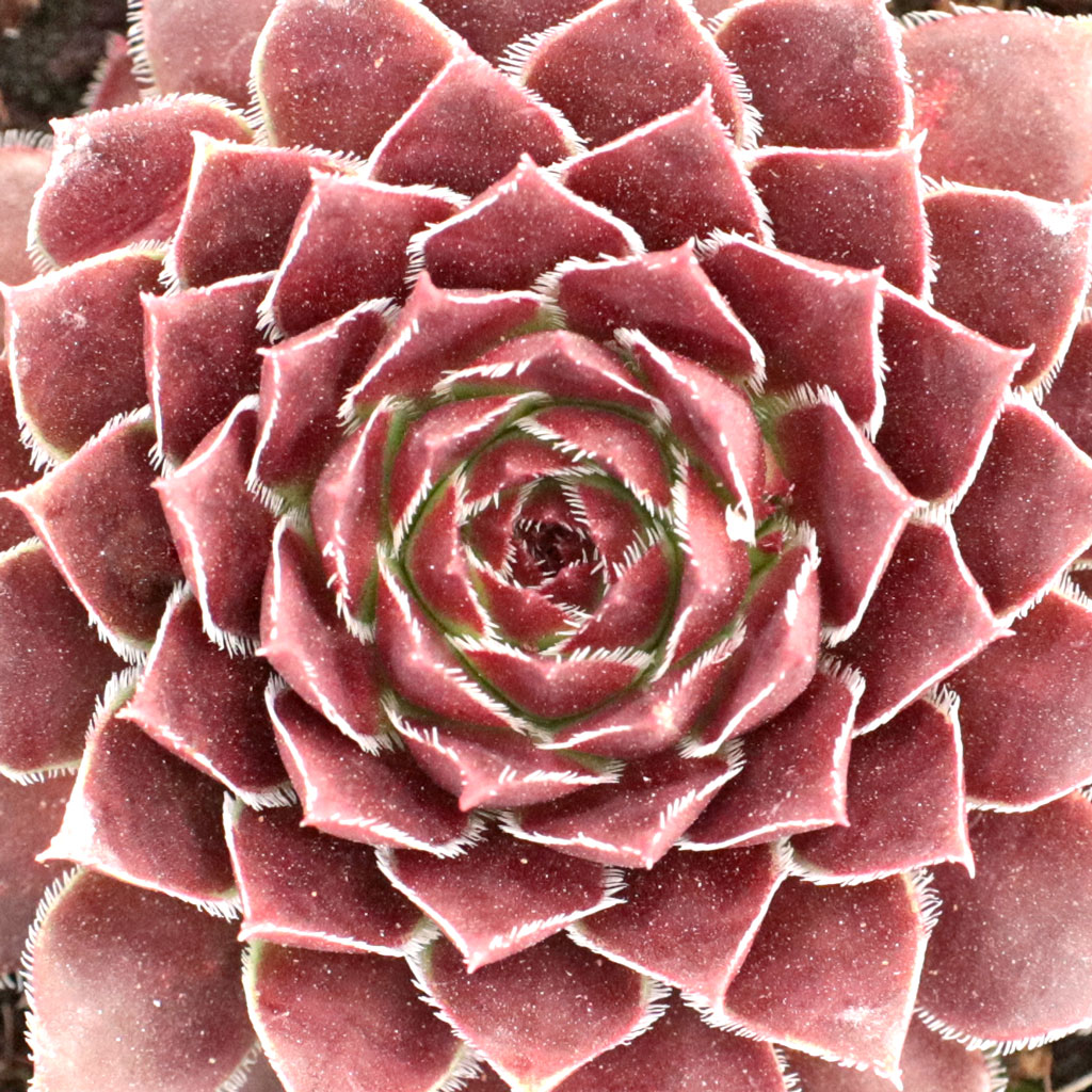 Sempervivum heuffelii 'Jowan' [exclusive] | MCG™