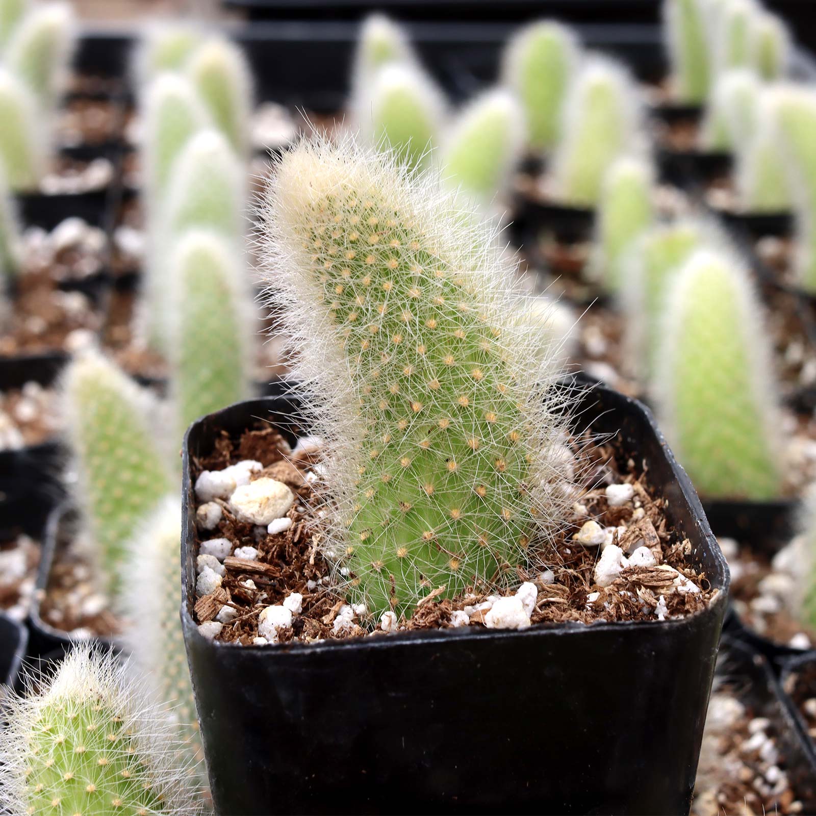 cactus cola White Foxtail Cactus For Sale – Logee's Plants