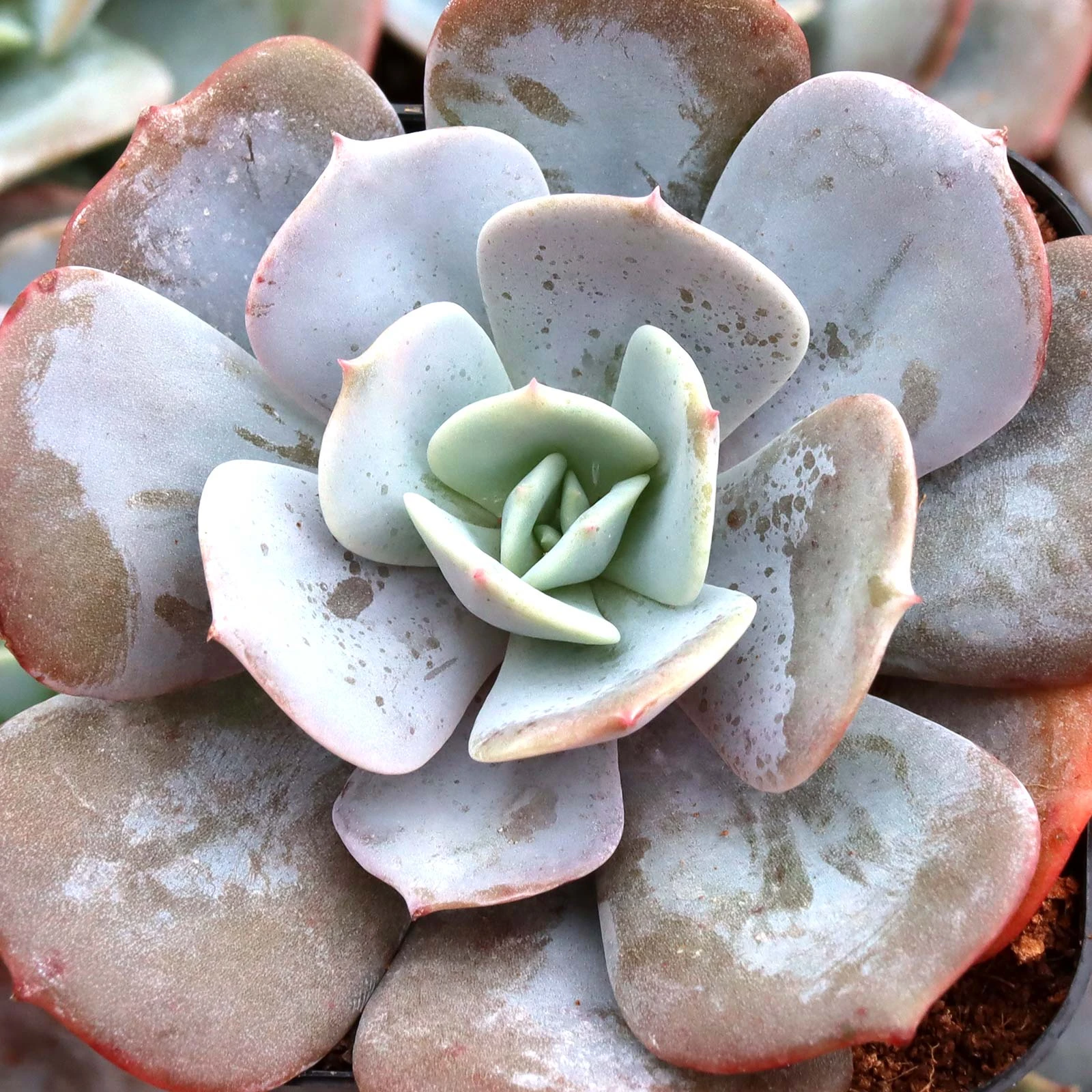 Echeveria runyonii | Mountain Crest Gardens™