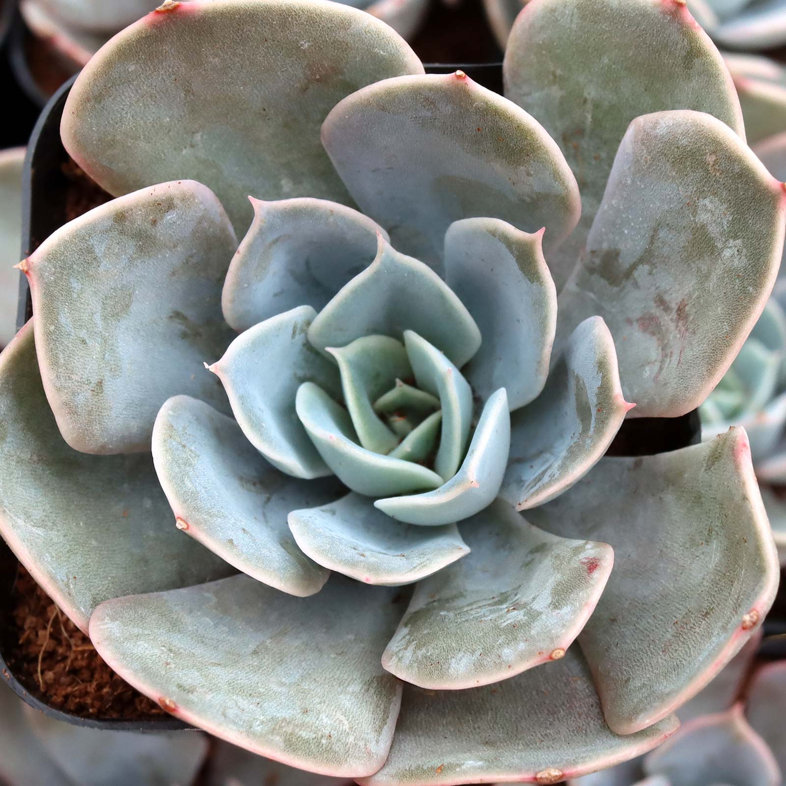 echeveria サイズ1 Echeveria-Grande-Cinza-