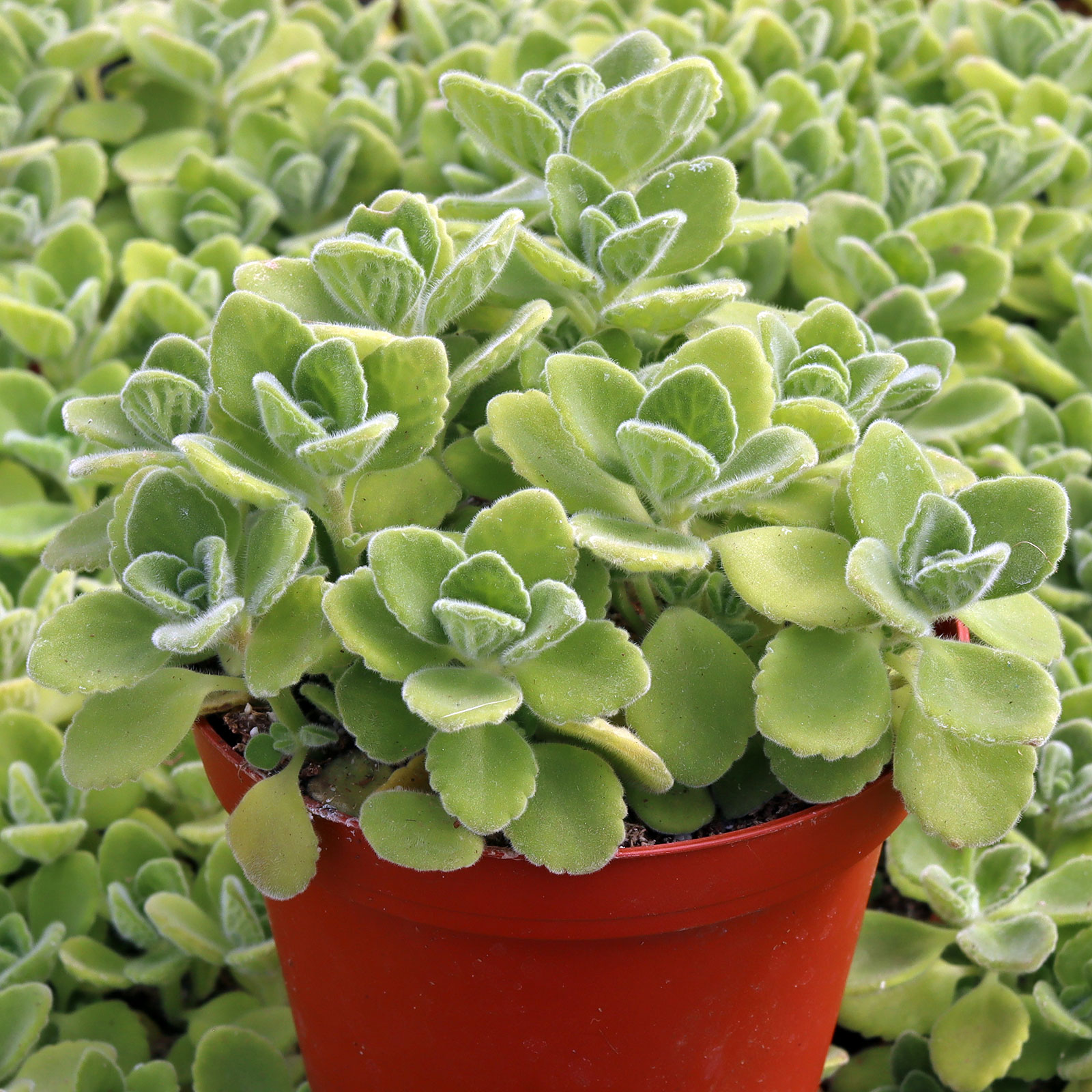 Plectranthus tomentosa - Vicks Plant [large]