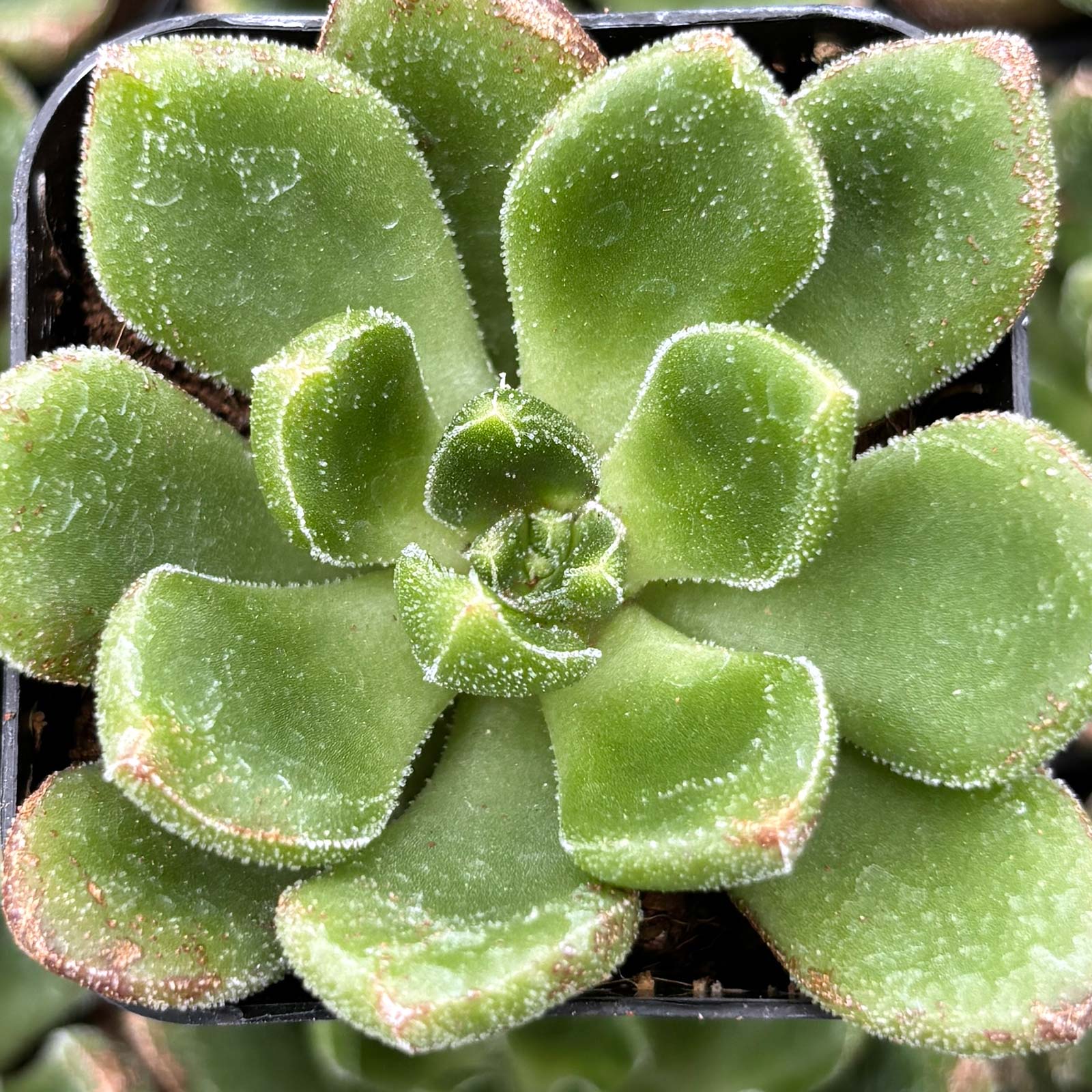 echeveria_chubbs__71797.