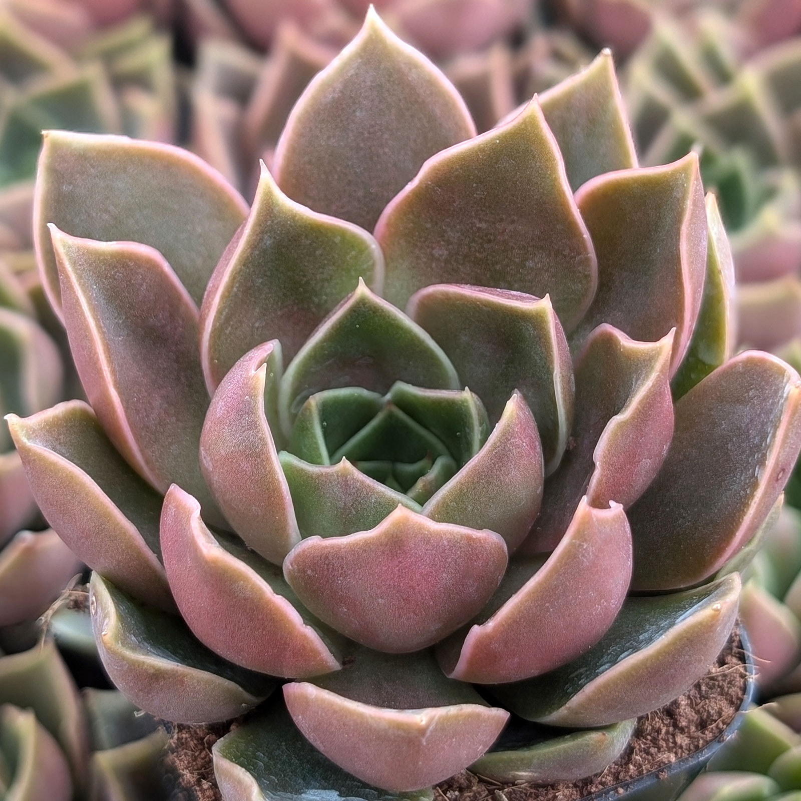 Echeveria 'Samba' | Mountain Crest Gardens®