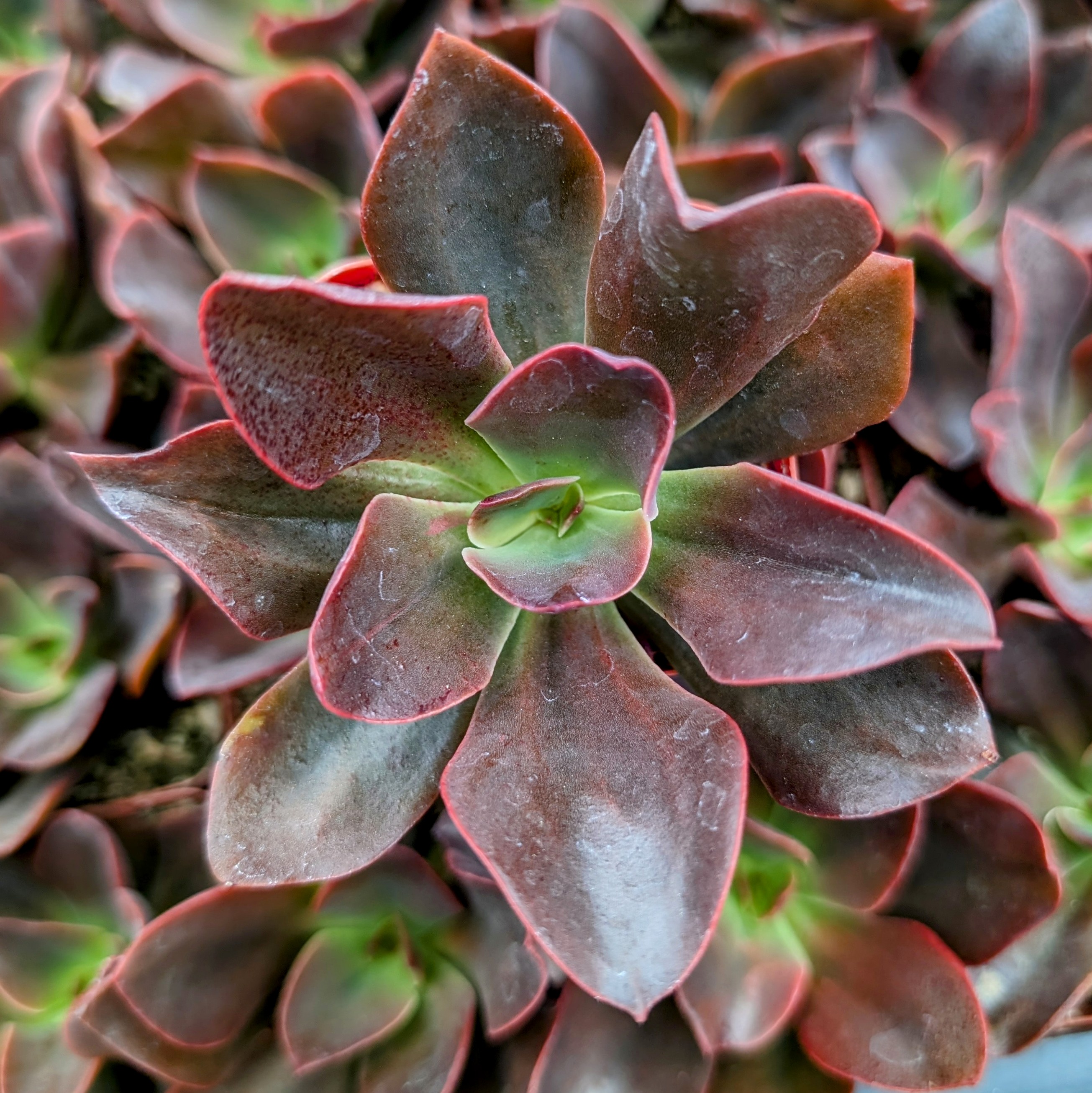 むぎゅうさ「Autumnal tints」 Red Leaf Echeveria 'Autumn Flame' - Mountain Crest Gardens