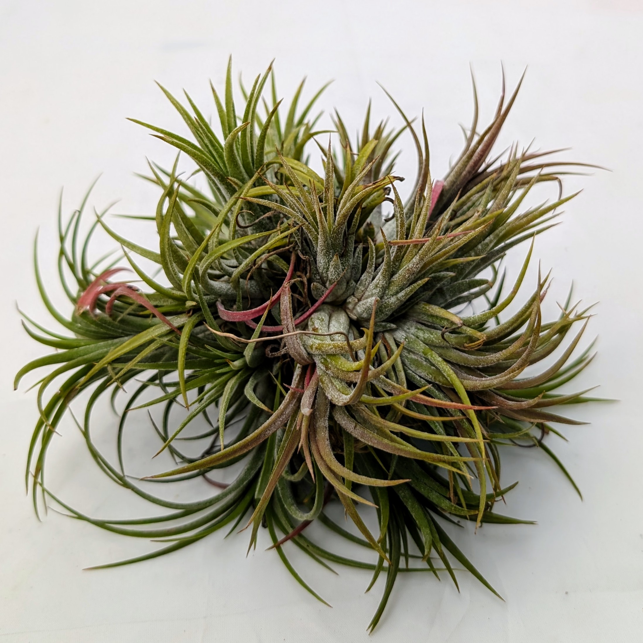 Air Plant - Tillandsia ionantha clump [5.0