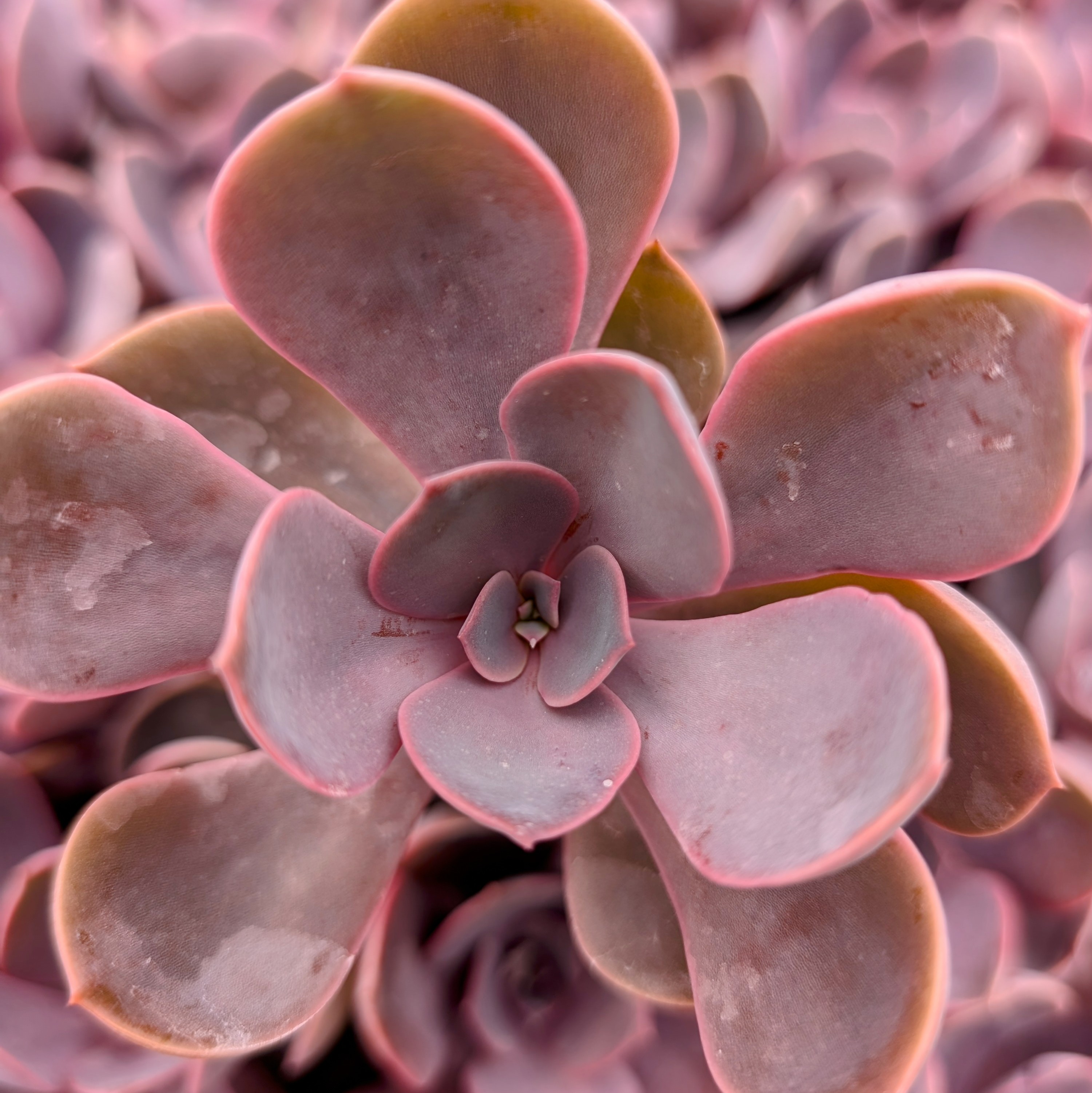 パンツ echeveria Paper-like NylonTripShorts ovy Echeveria - | echeveria Paper-like NylonTripShorts ovy