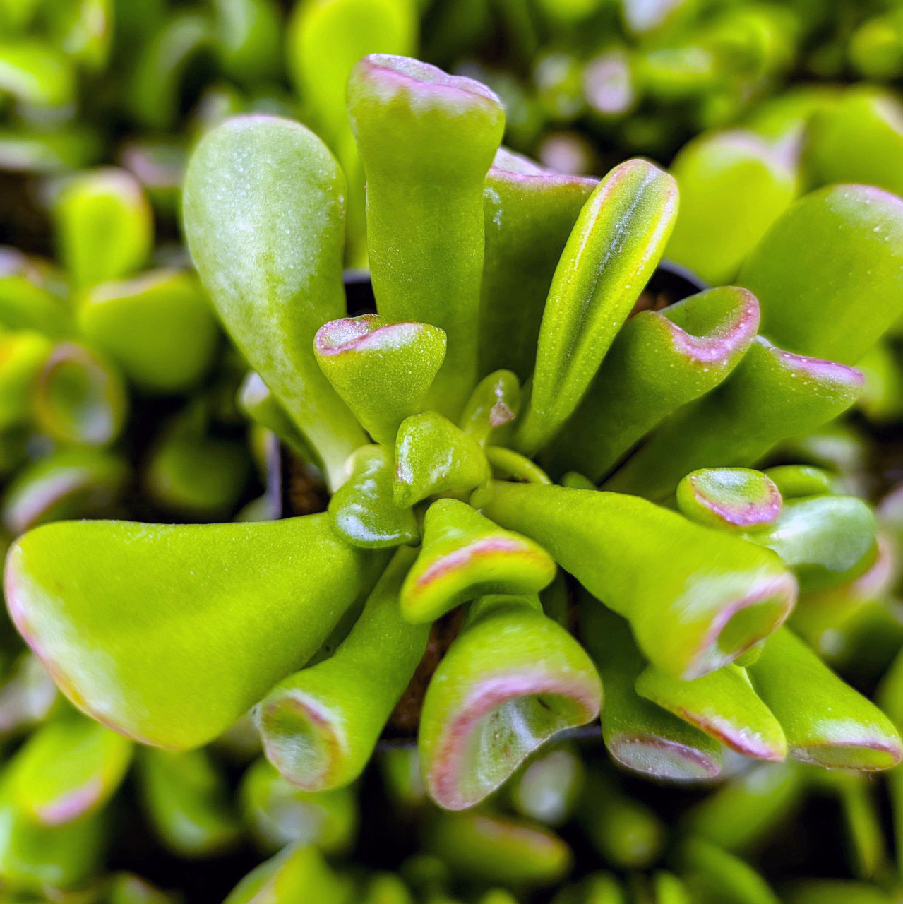 Crassula ovata 'Ogre Ears' Jade