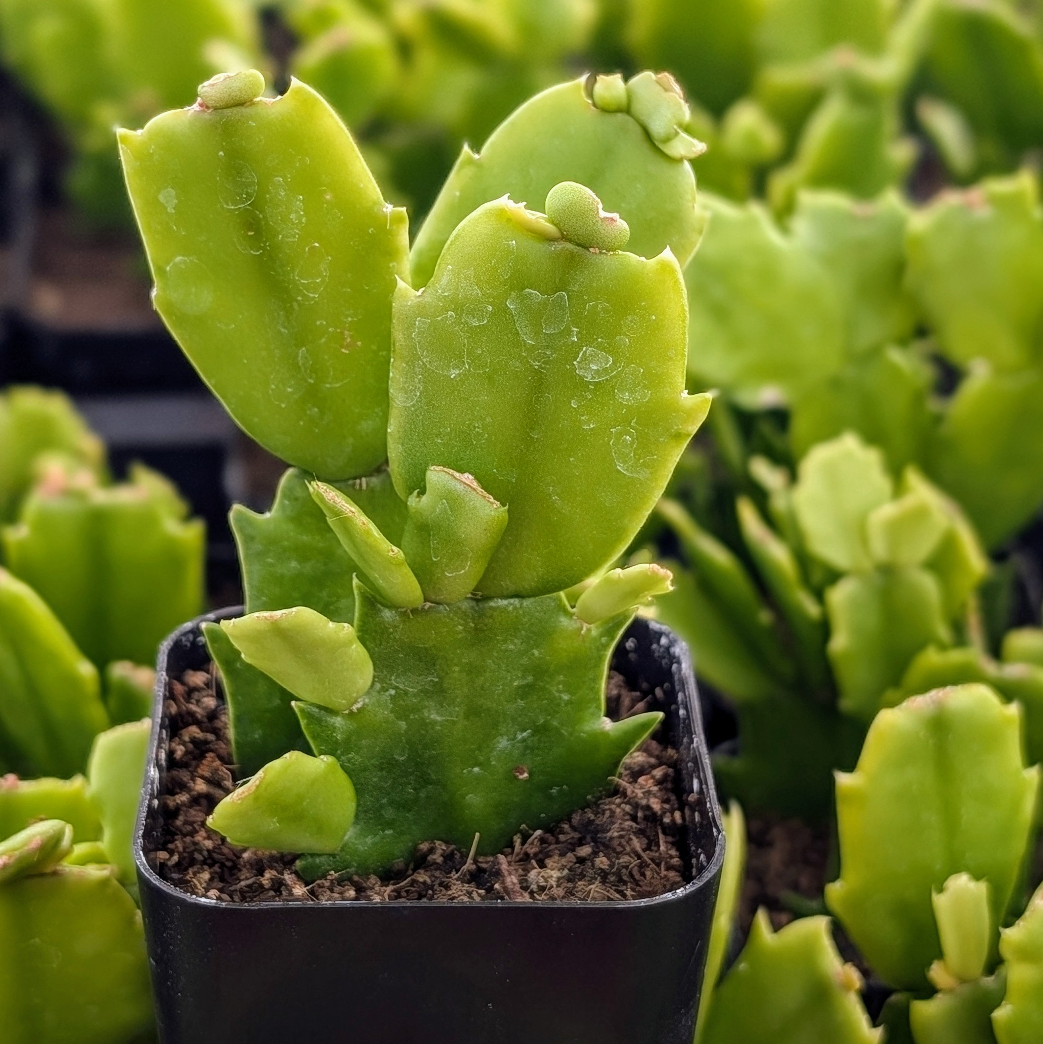 Schlumbergera truncata - Cyber Pink | MCG
