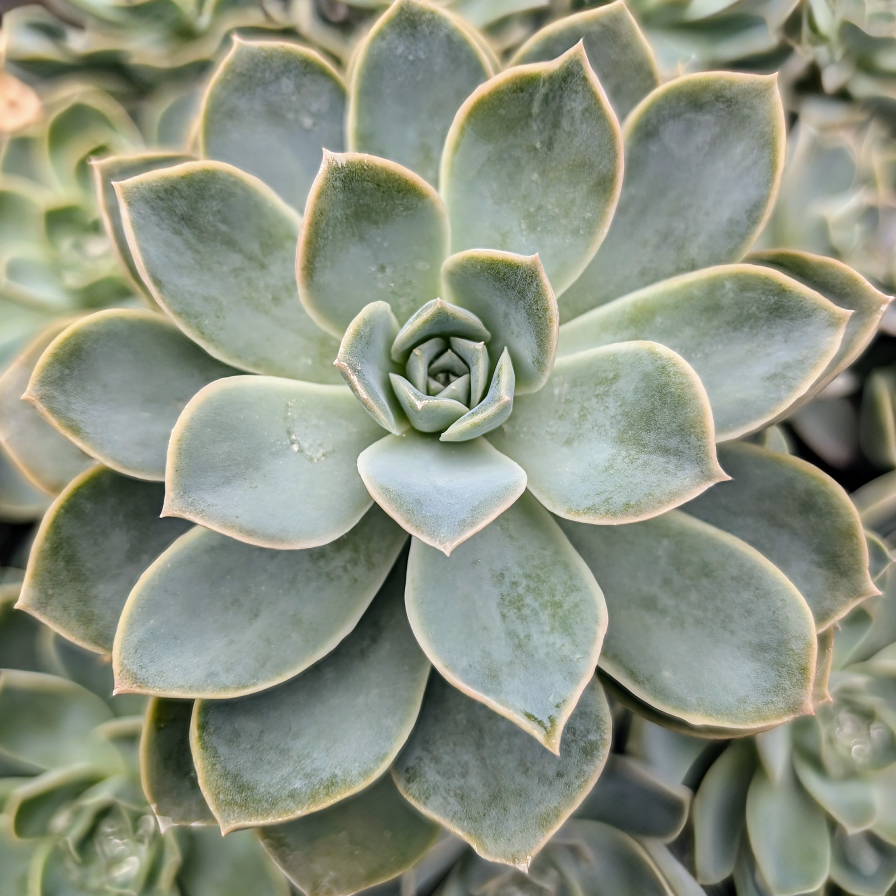 Graptoveria 'Fantome' [large] [bare root]| Mountain Crest Gardens™