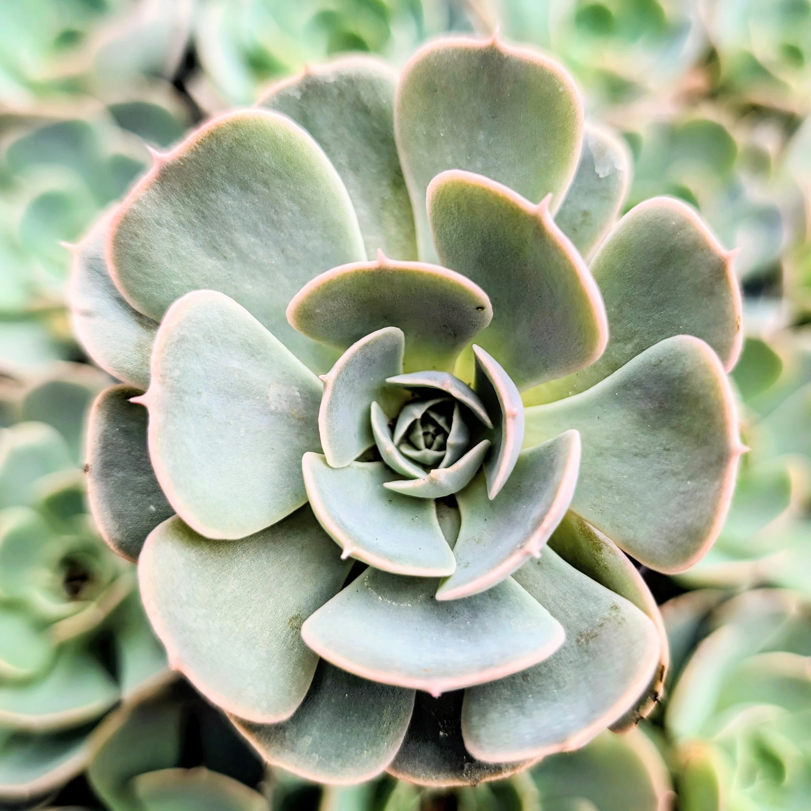 echeveria 初期プルオーバー グレー 2 echeveria 初期プルオーバー グレー 2 Echeveria 'Lovely Grey