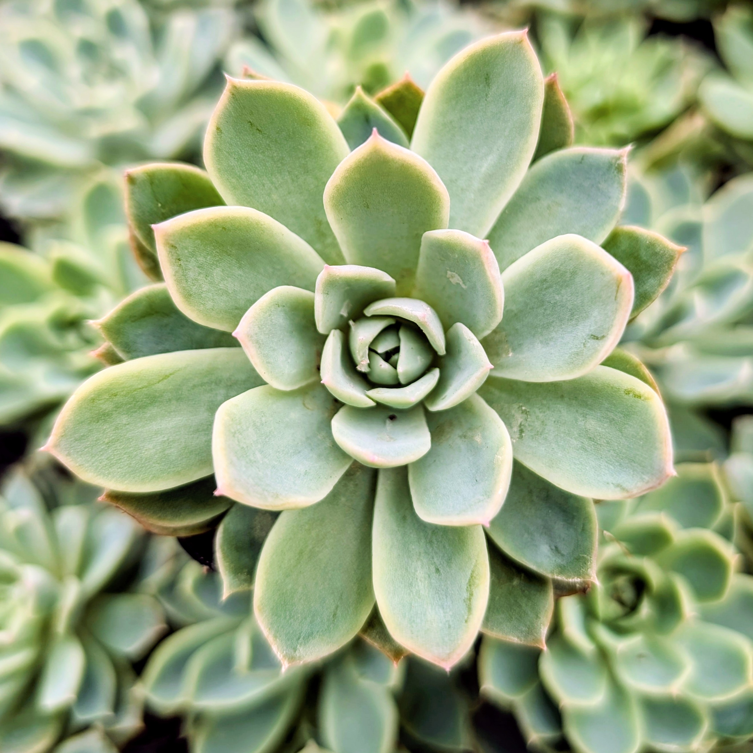 トップス echeveria 1758058336737__87452.