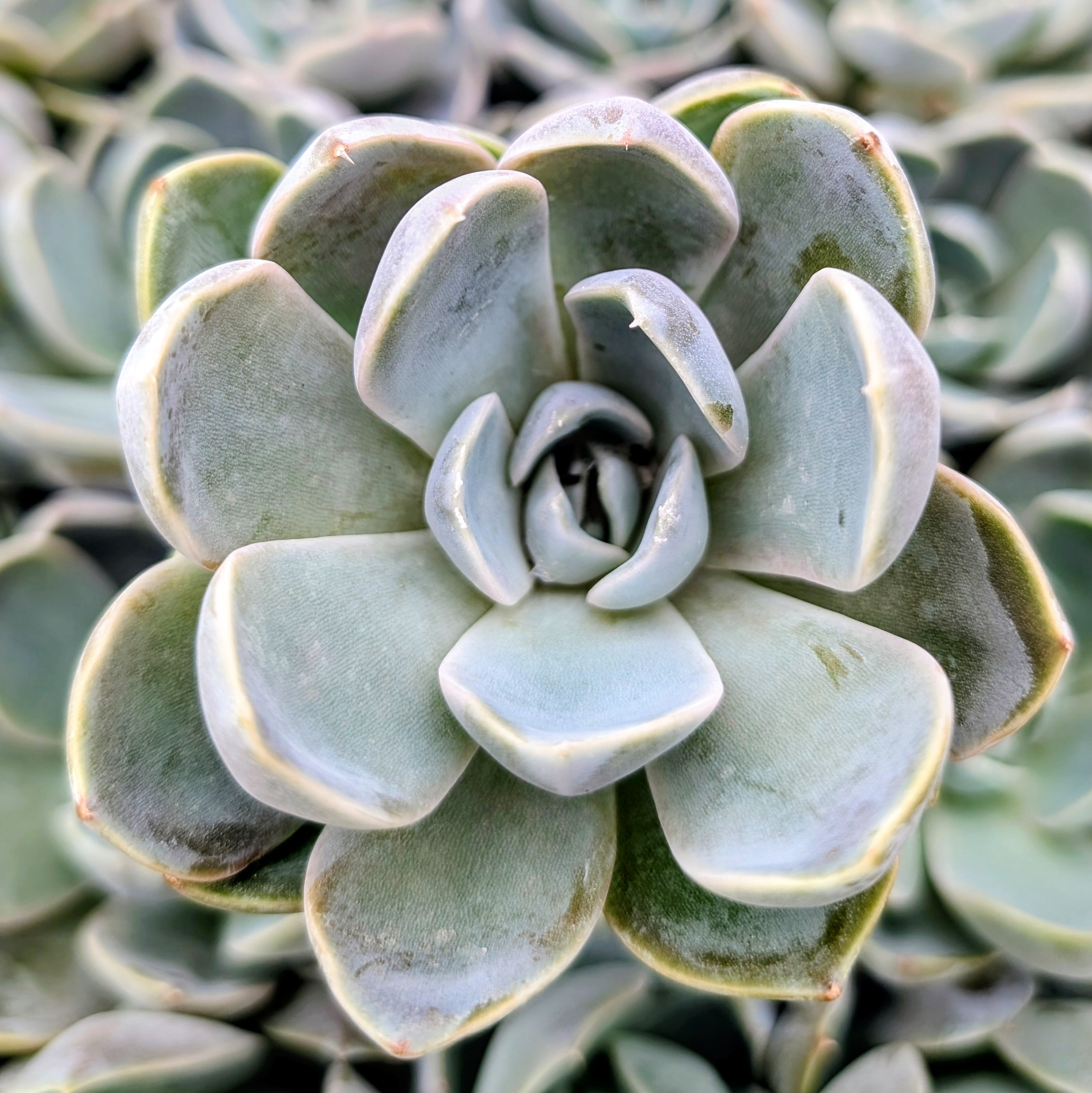 green and red succulent Molded Wax Agave main image 1
