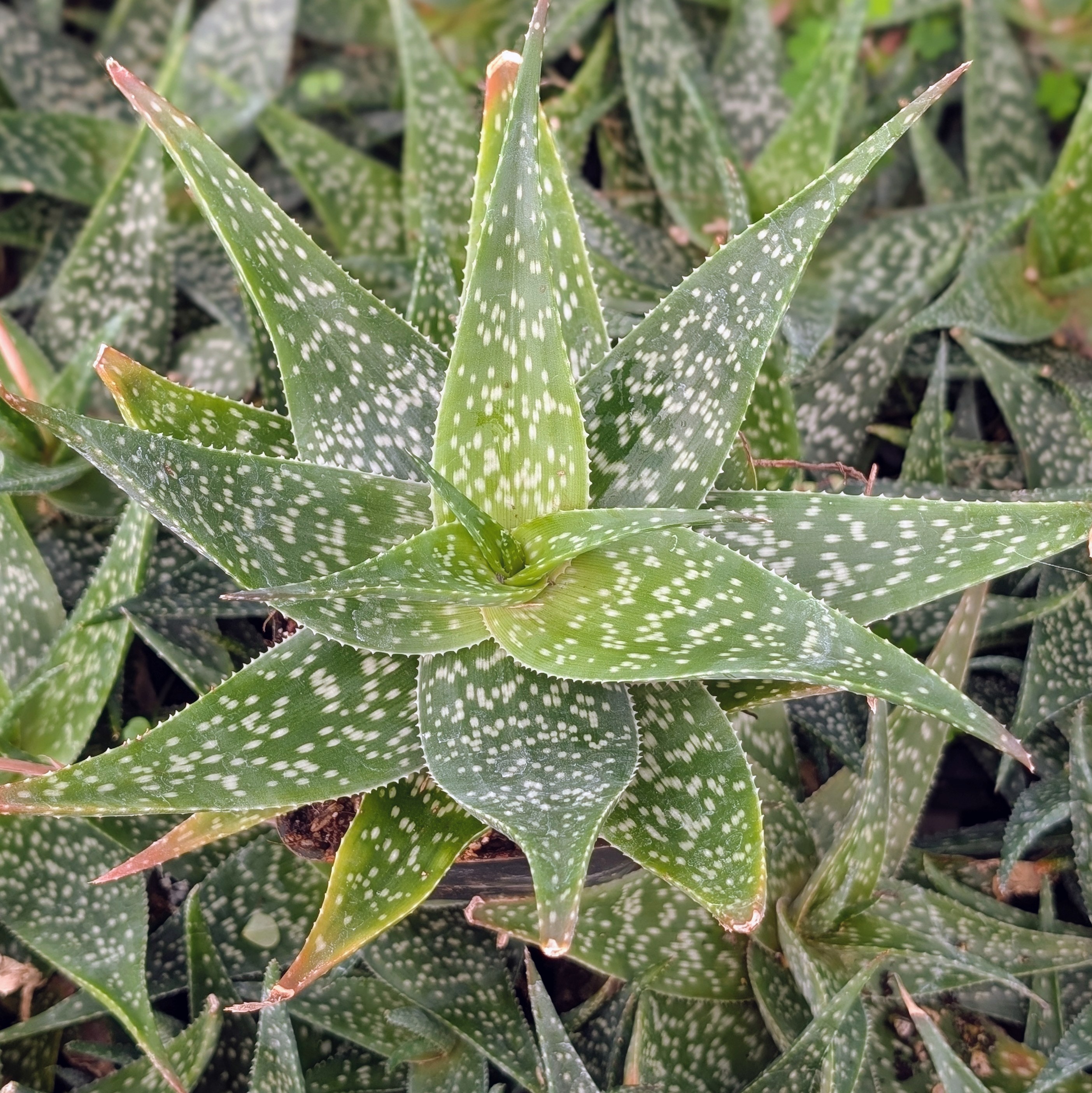 Aloe 'Freckles' [extra large] [bare root]
