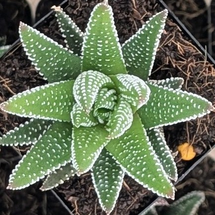 Haworthia Choveriba × Cement pot haworthia_hybrid__90453.