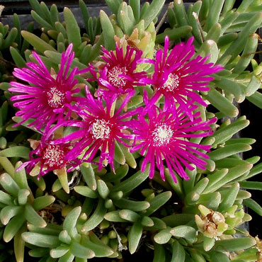 10 Cuttings Creeping Ice Plant – Purple/Pink Ground Cover Succulent, Rare, Full Sun, Zones 6-10 3 thumbnail image
