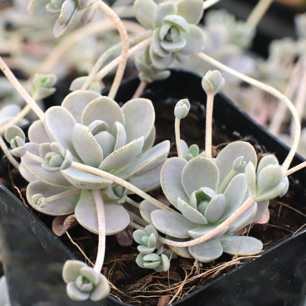 Orostachys iwarenge - Chinese Dunce Cap | MCG